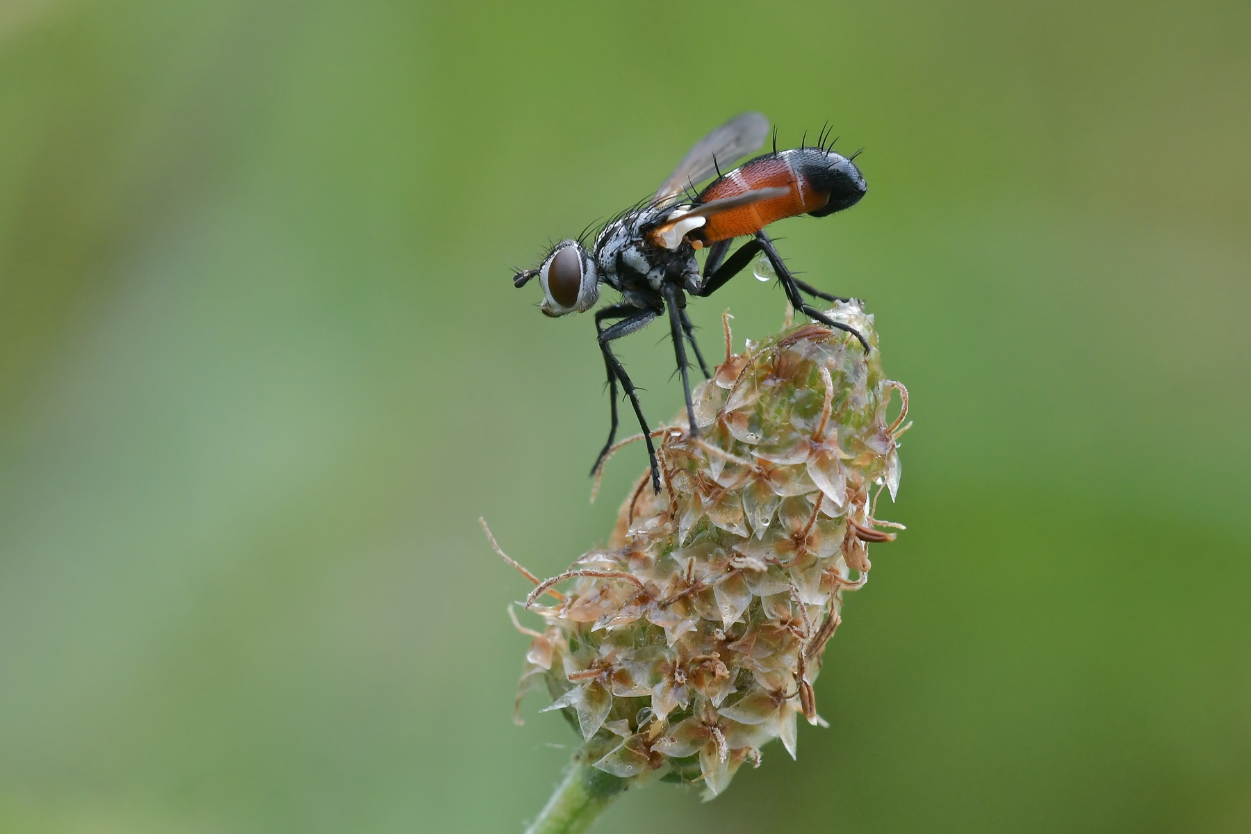 Cylindromia brassicaria