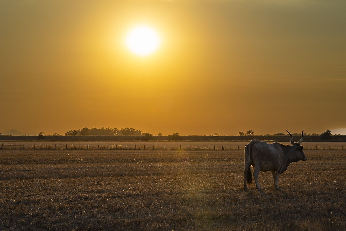 Tramonto maremmano