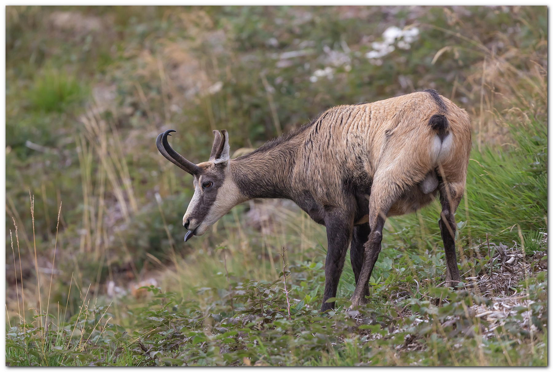 Camoscio maschio irriguardoso