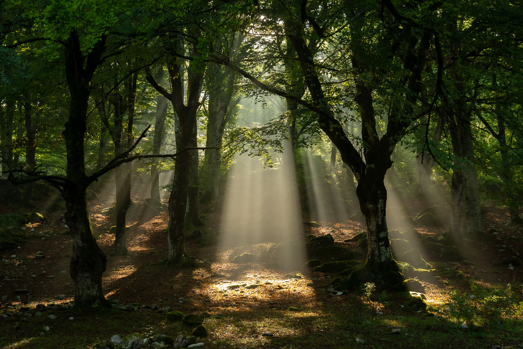 Lame di luce nel bosco_2