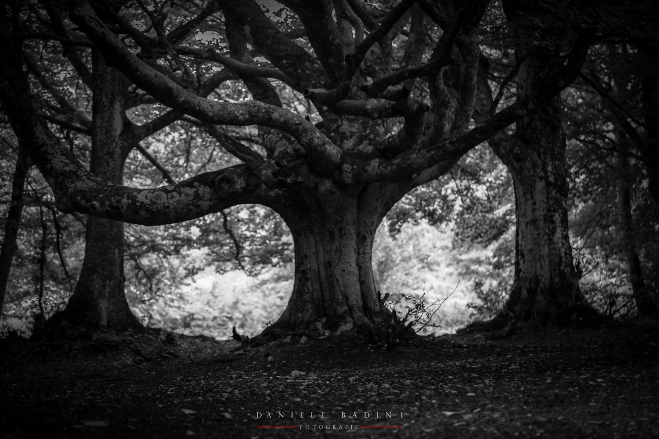 nell'oscurit� del bosco