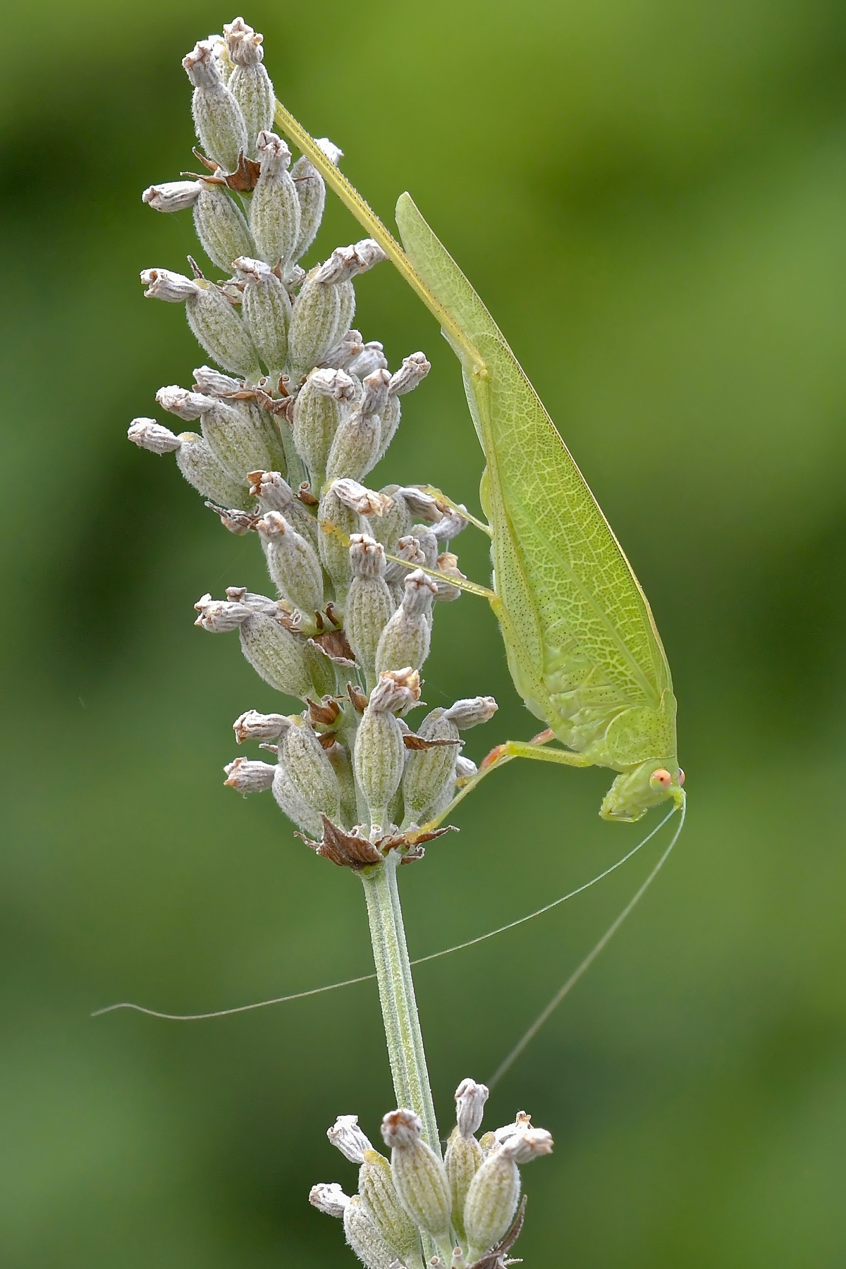 Tettigonia viridissima