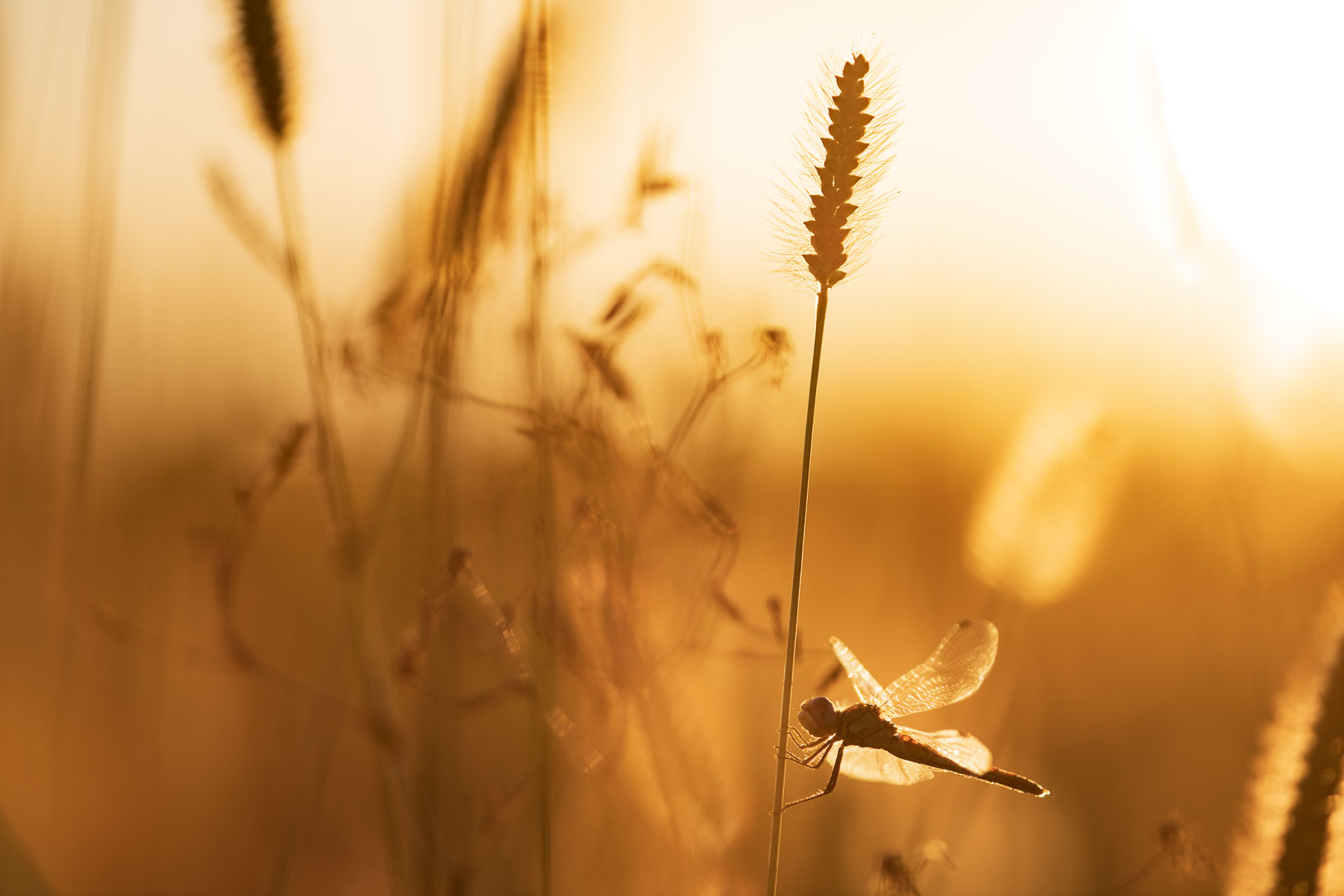 Symnpetrum fonscolombii ♀