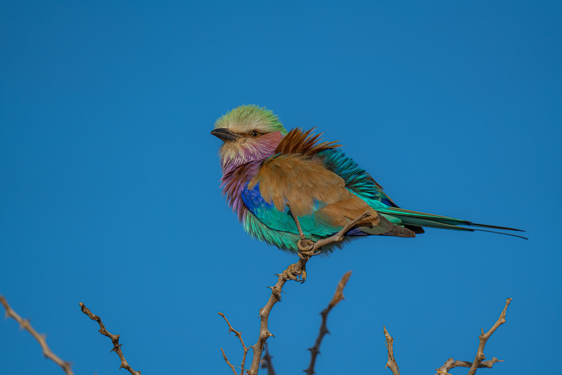 ghiandaia marina africana