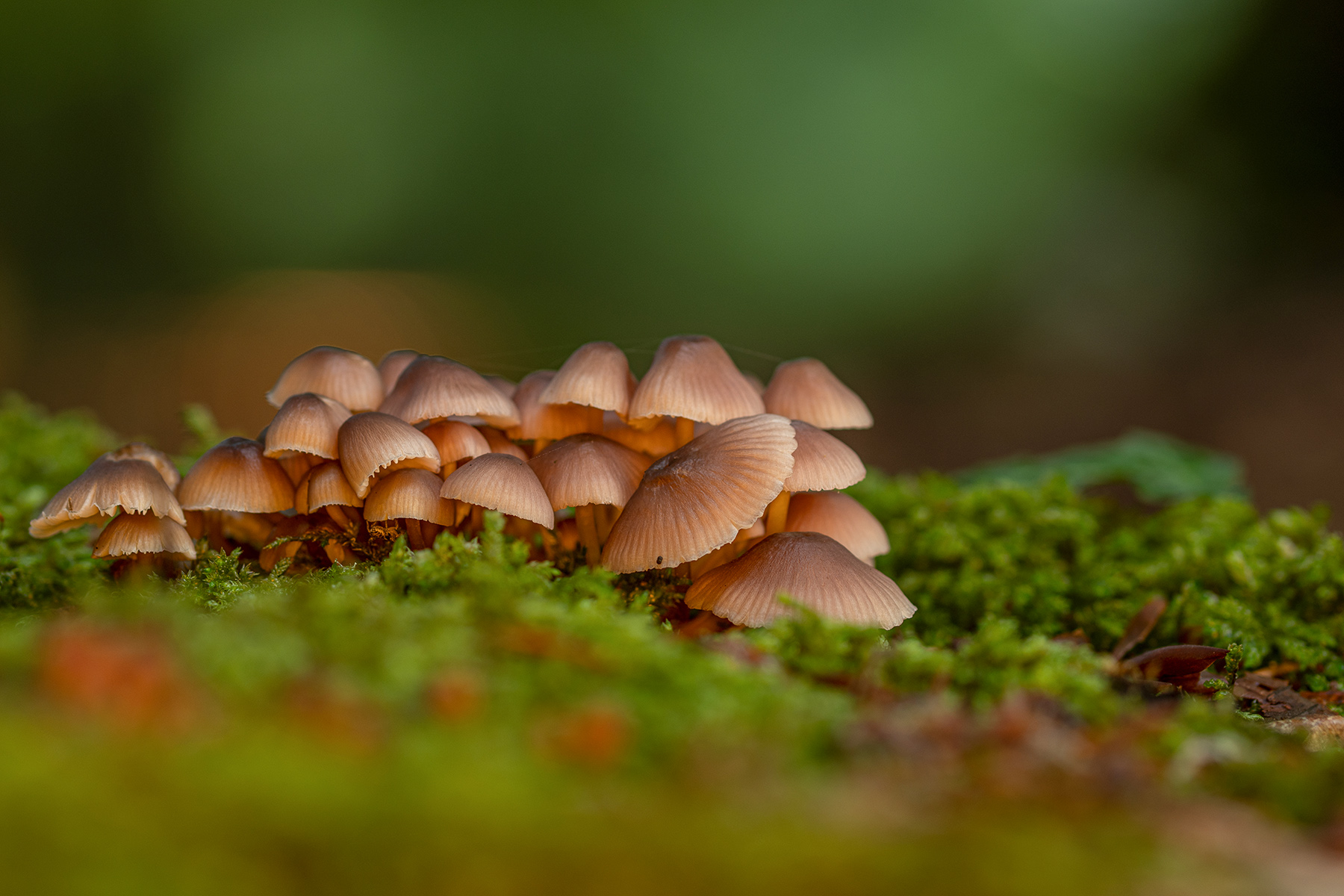 Macro Funghi con ospite, Ago2022