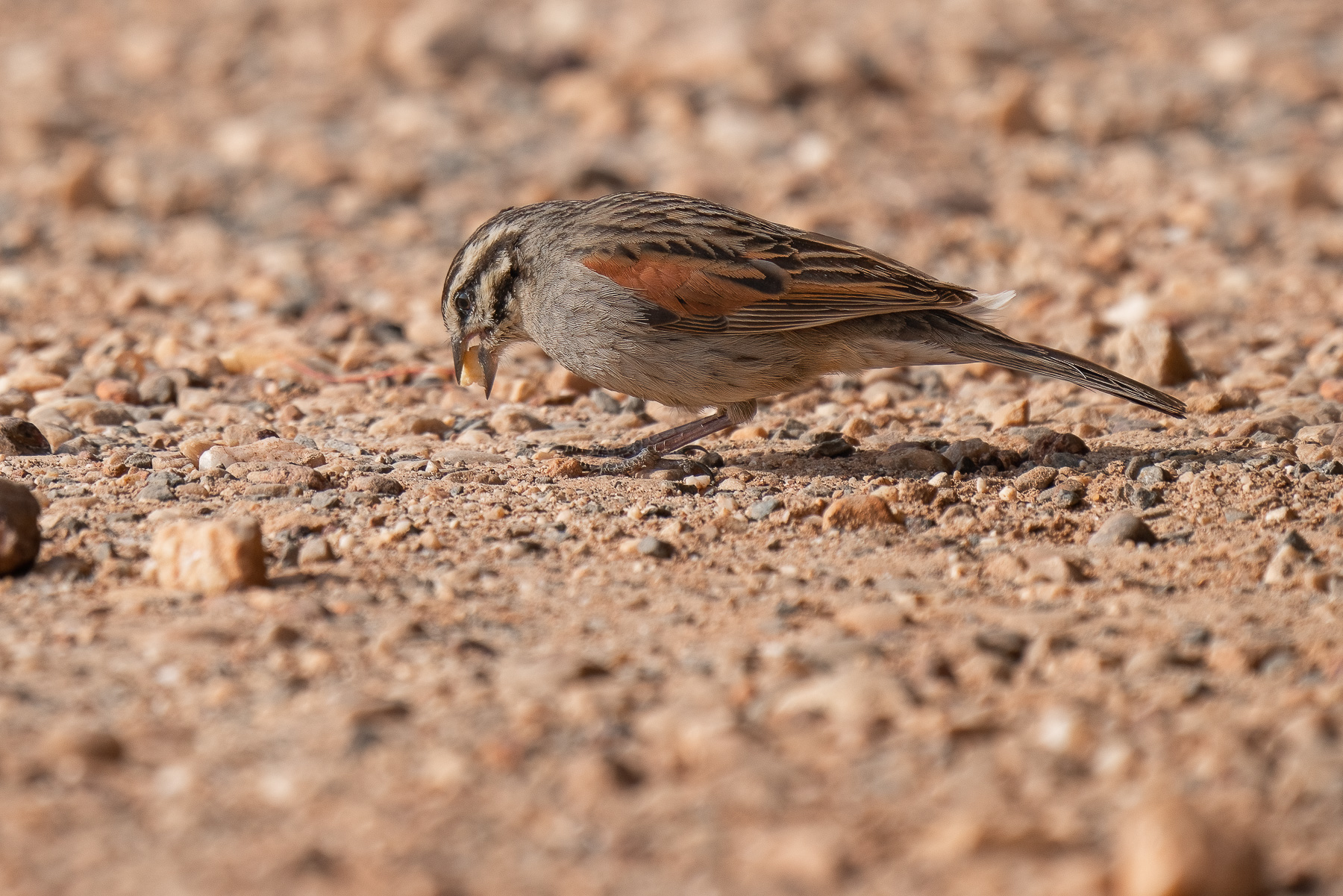 Zigolo del Capo sudafrica agosto