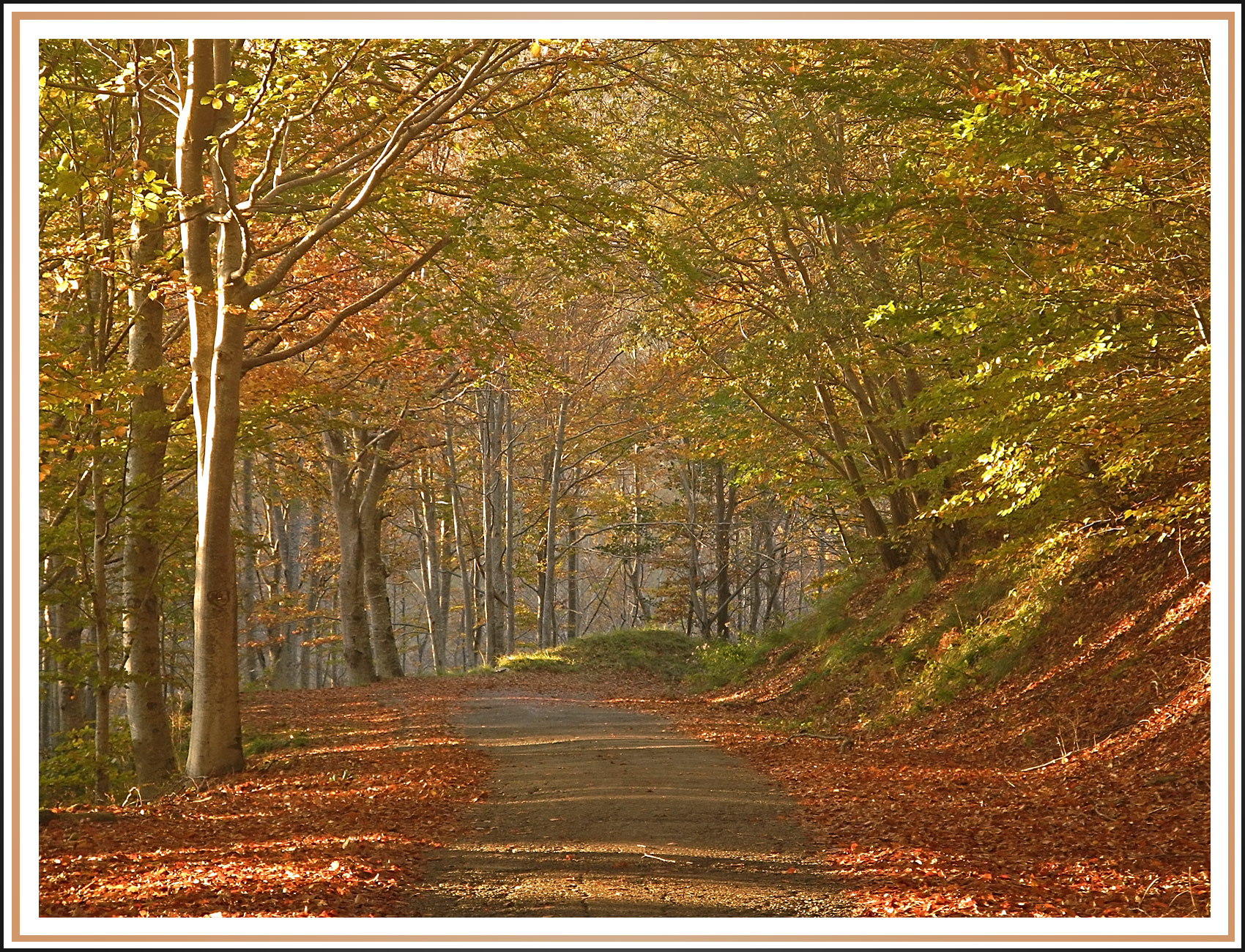 Viaggio nell'autunno
