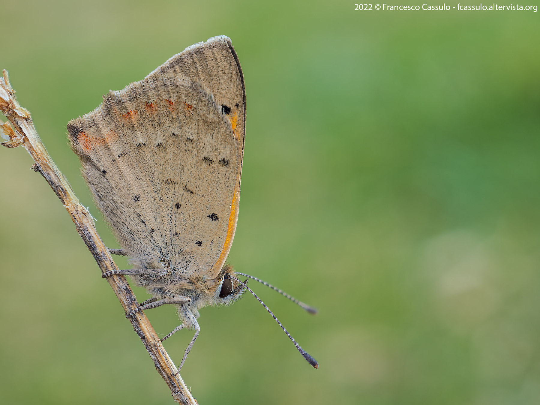 Lycaena phlaeas