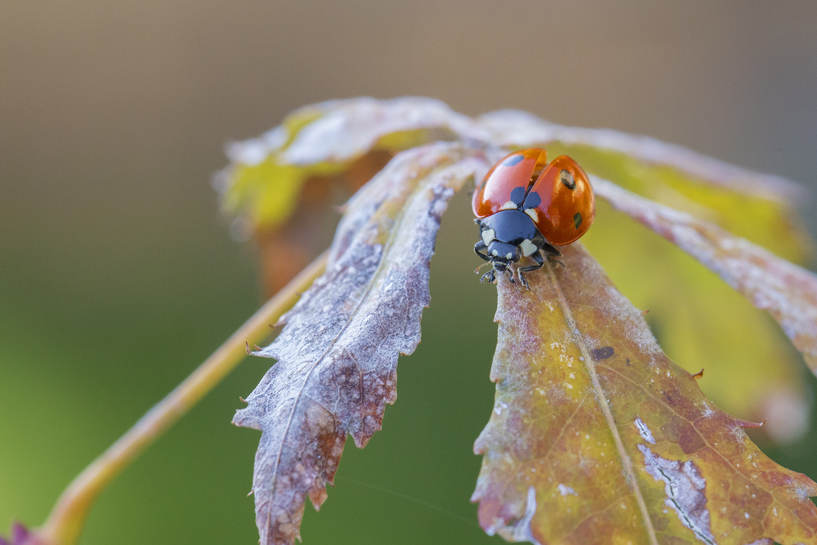 Coccinella autunnale