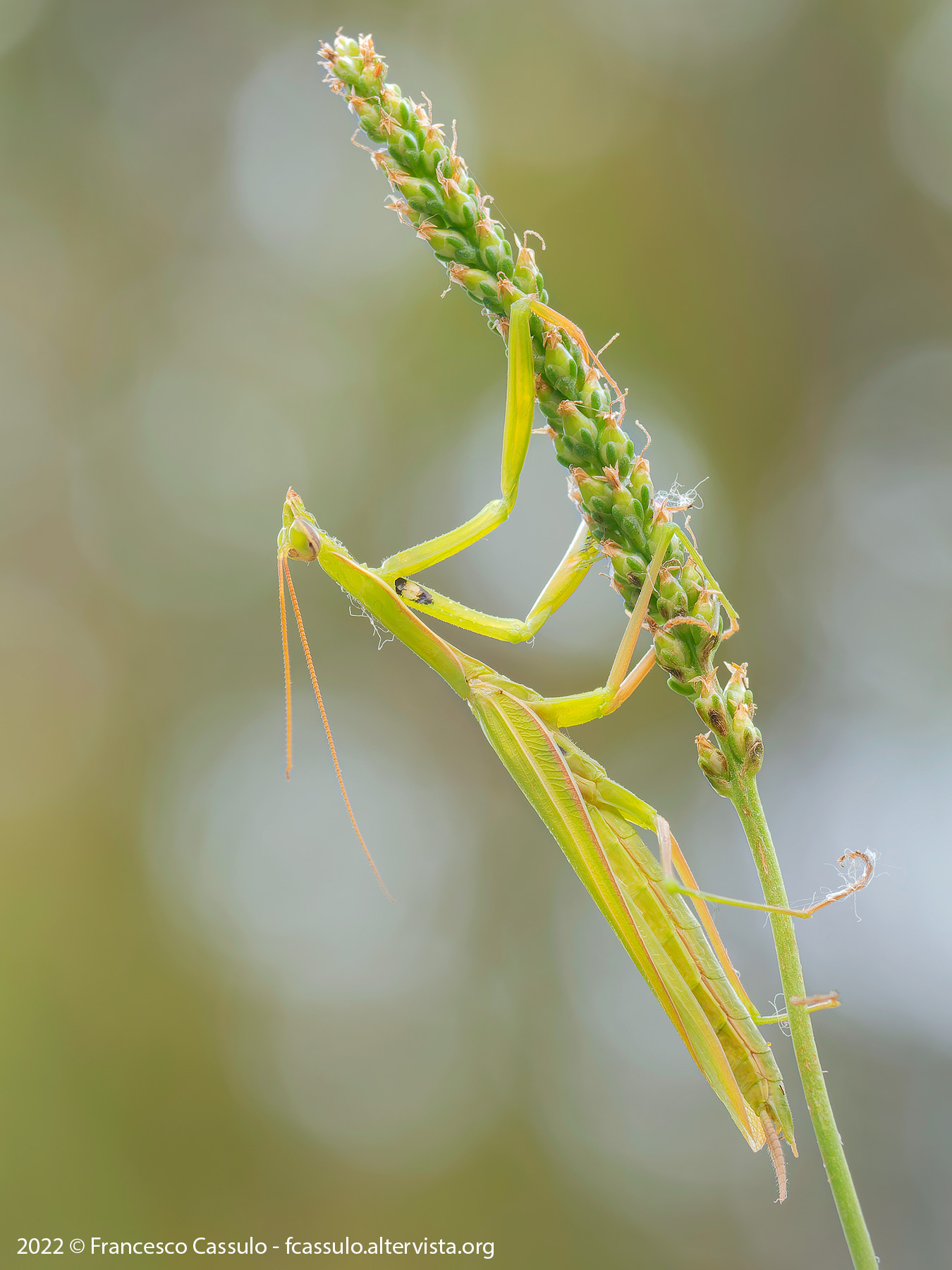 Mantis religiosa