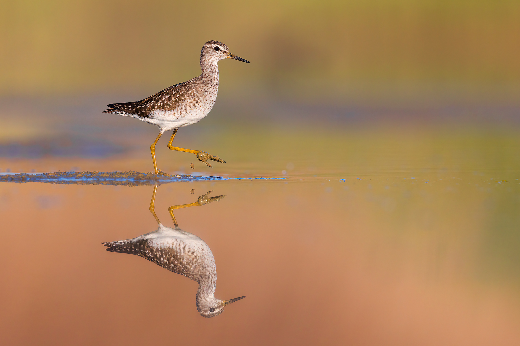 Piro Piro Boschereccio