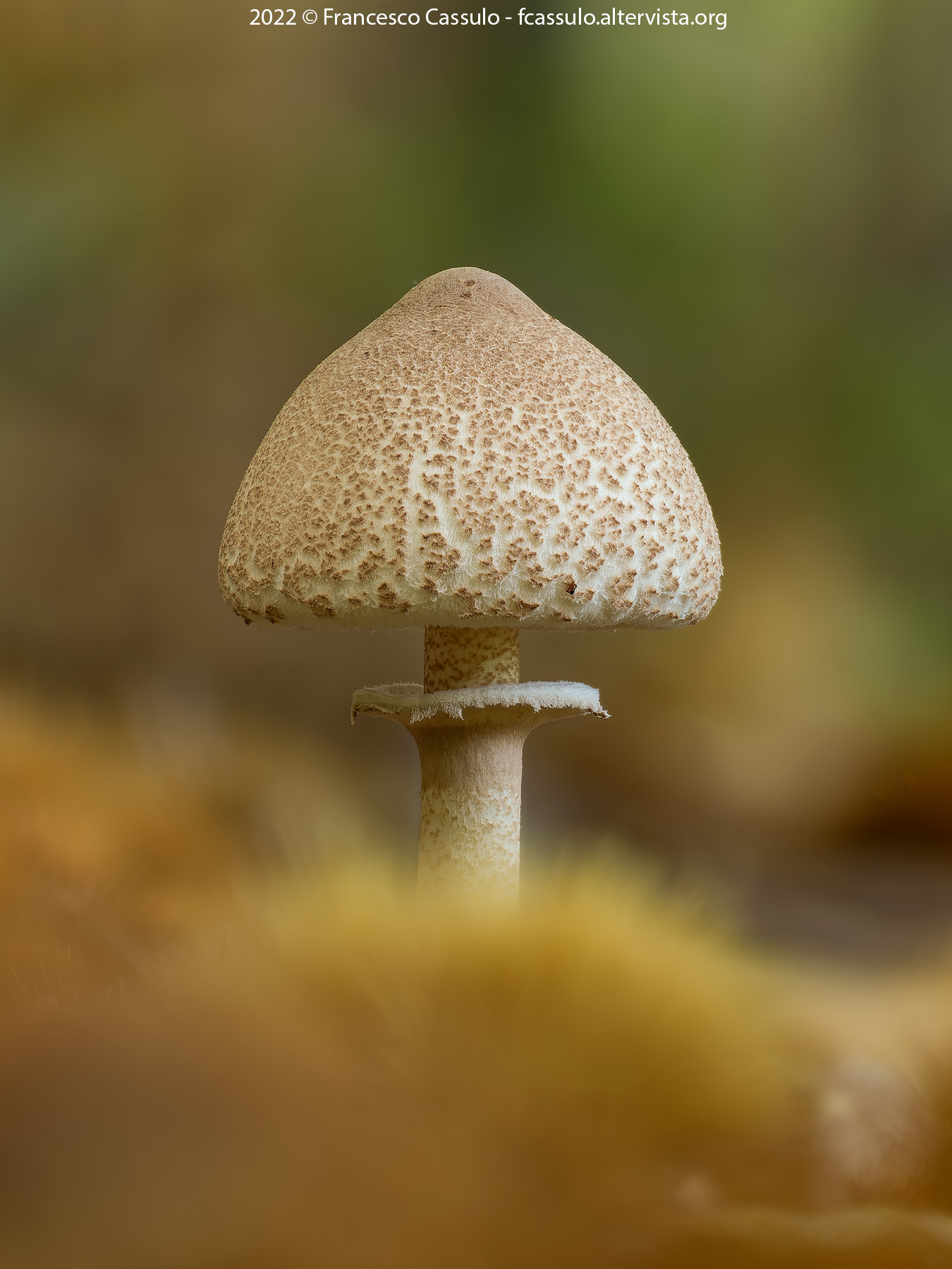 Lepiota cristata