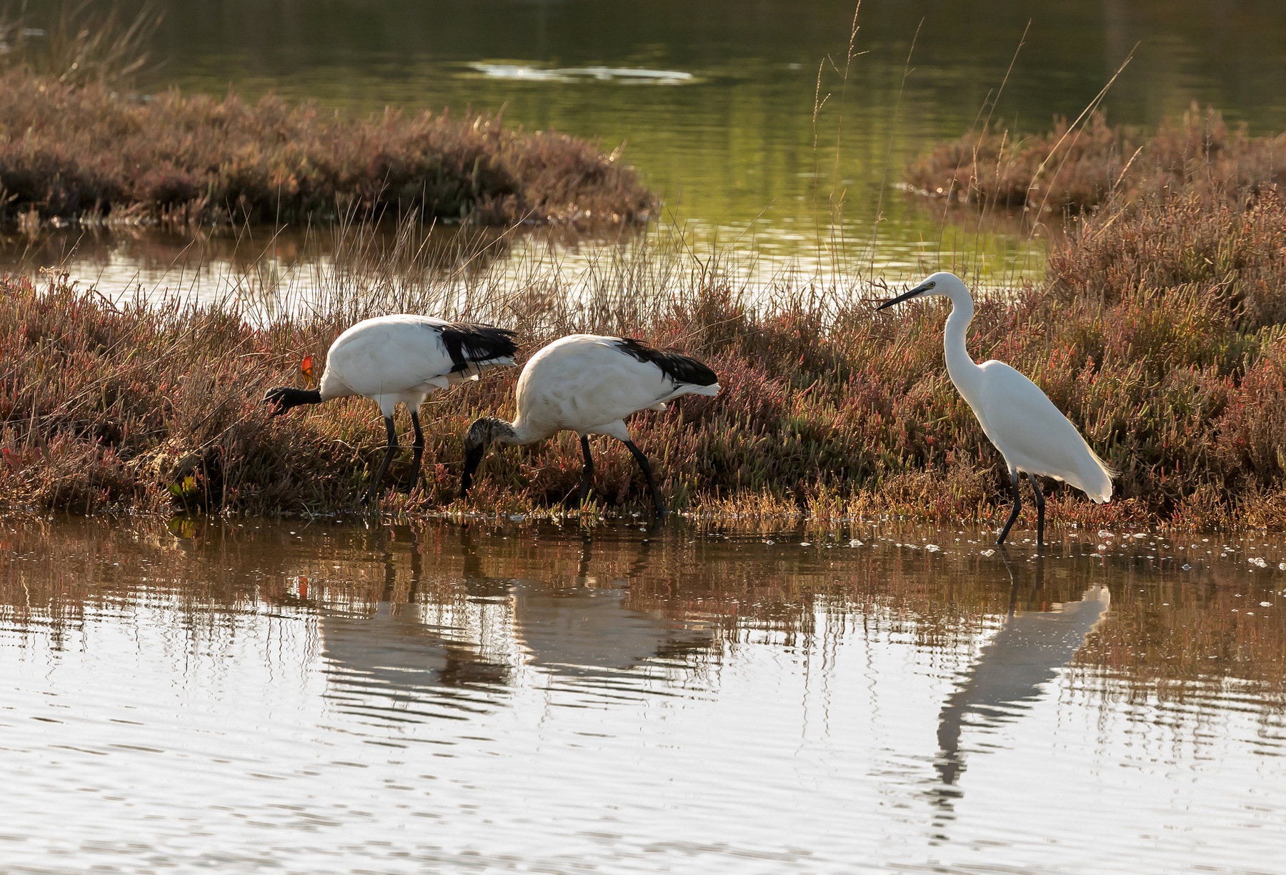 Ibis sacri e garzetta.