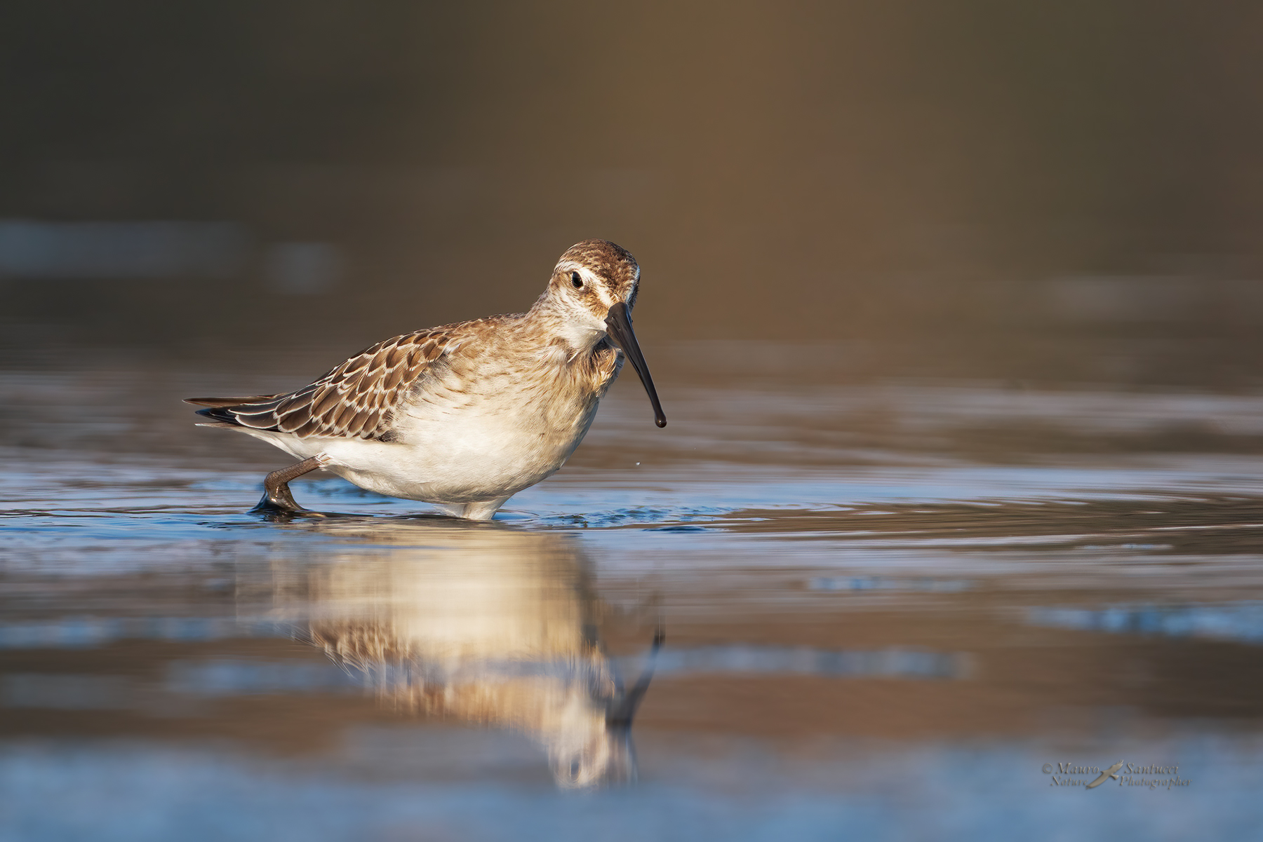 Piovanello-comune_DSC08068