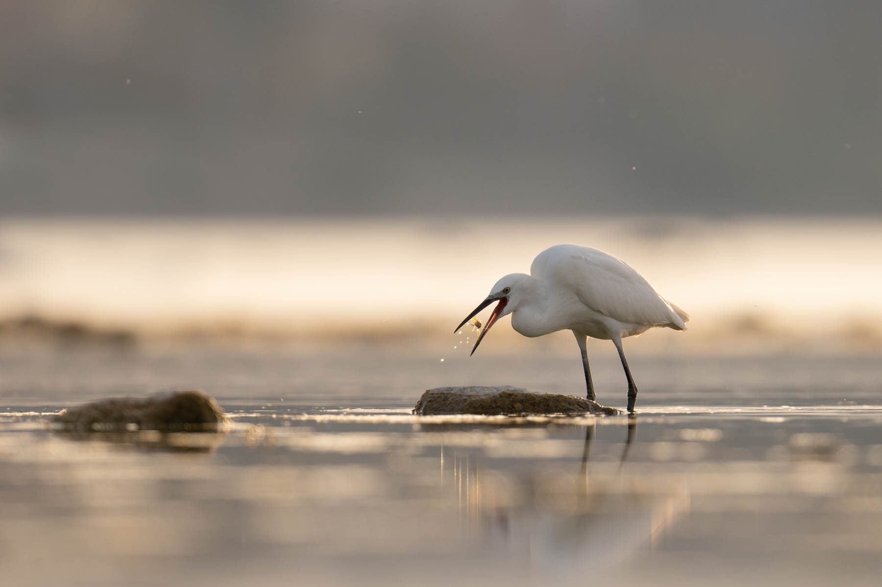 Il pasto della garzetta