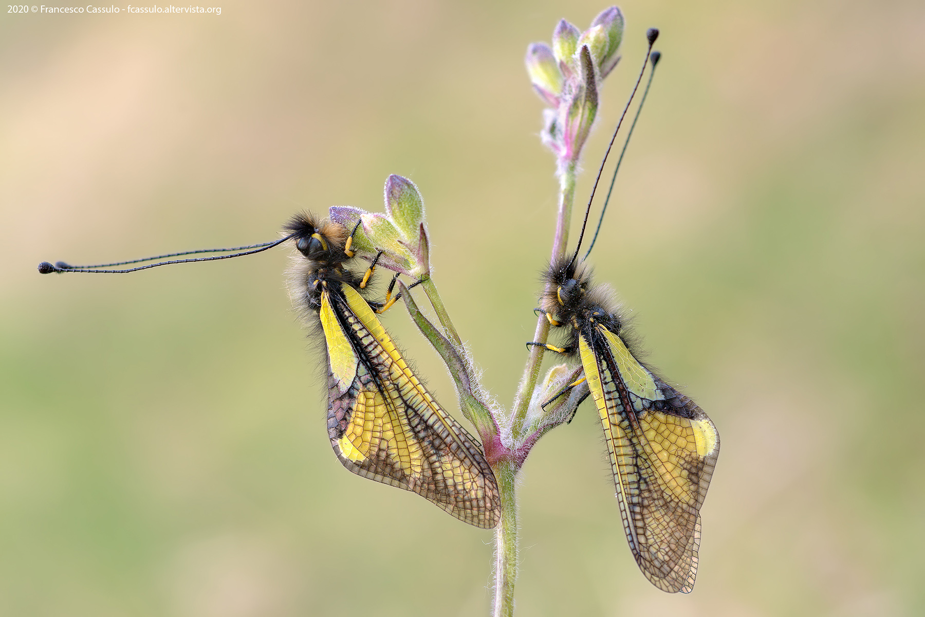 Libelloides coccajus