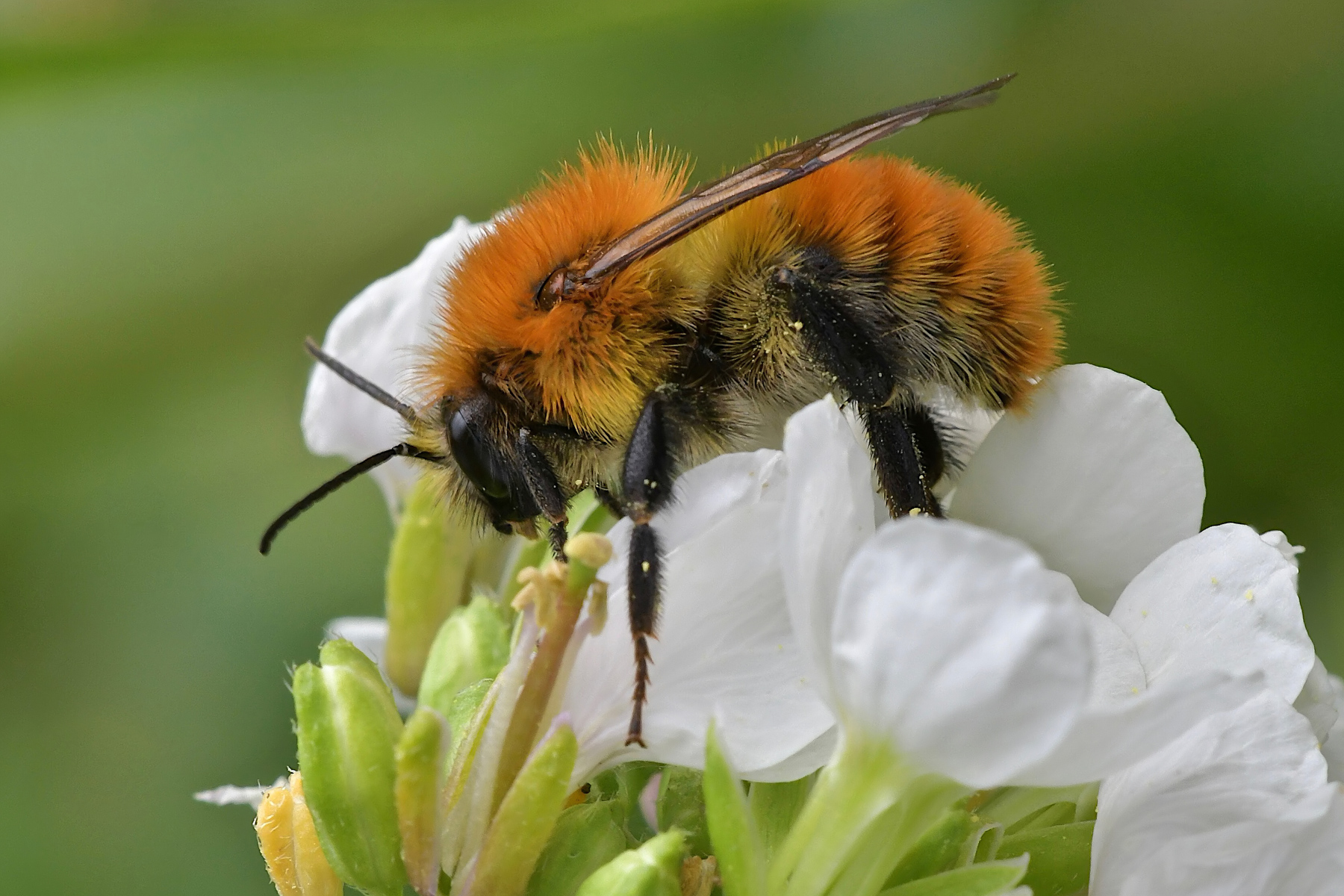 Bombo in alimentazione