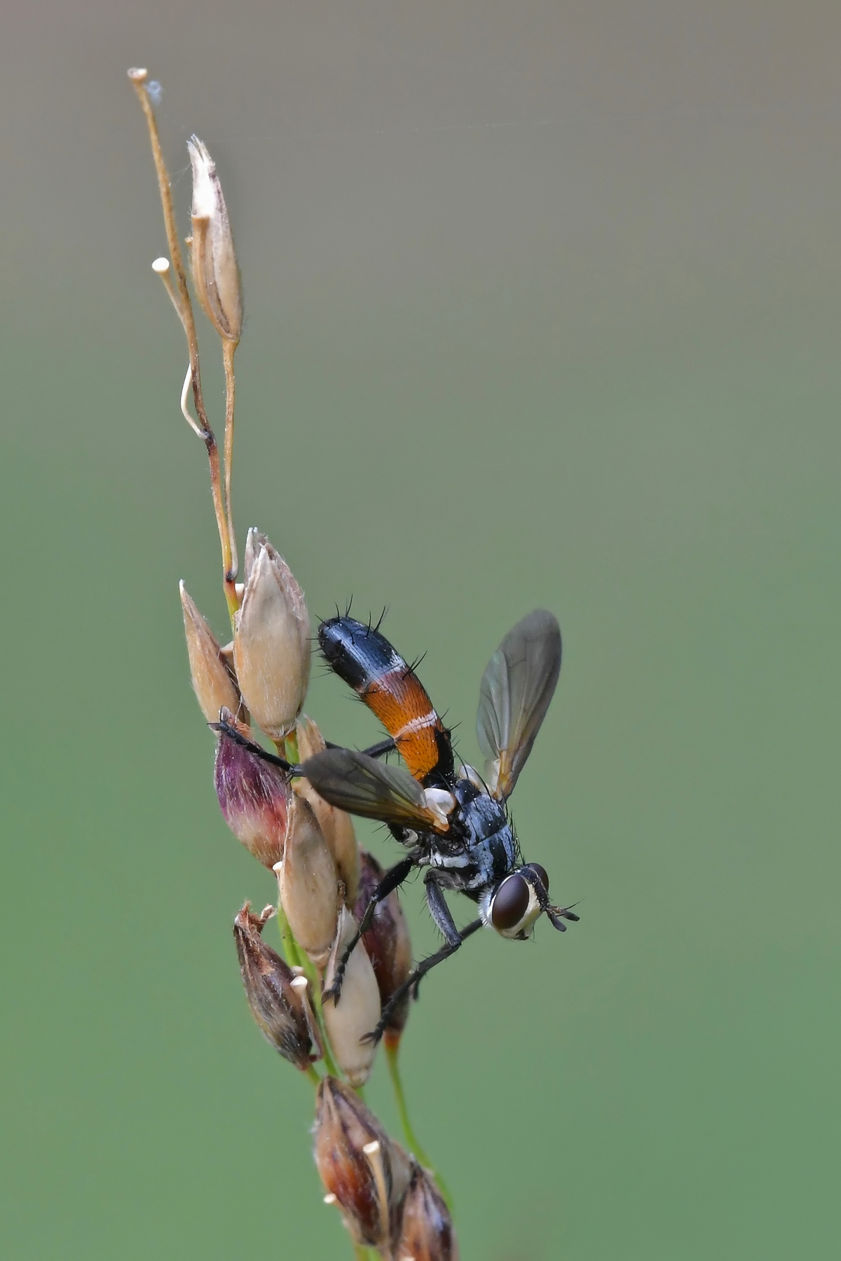 Cylindromia brassicaria