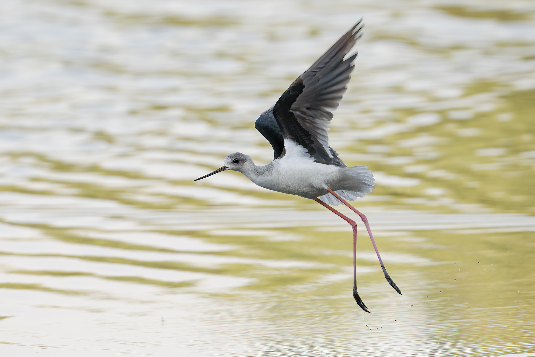 Cavaliere-d'italia_DSC06892