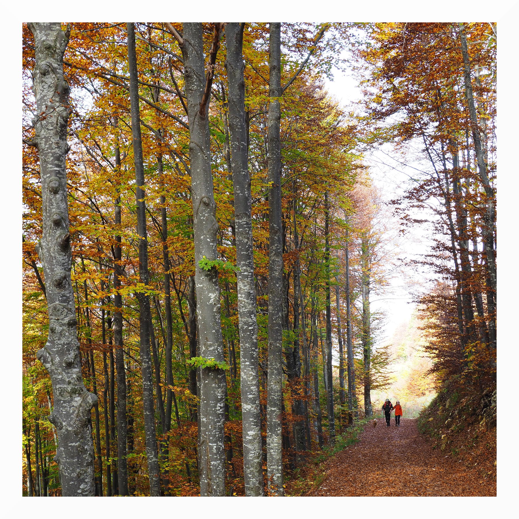 Passeggiando nel bosco d'autunno