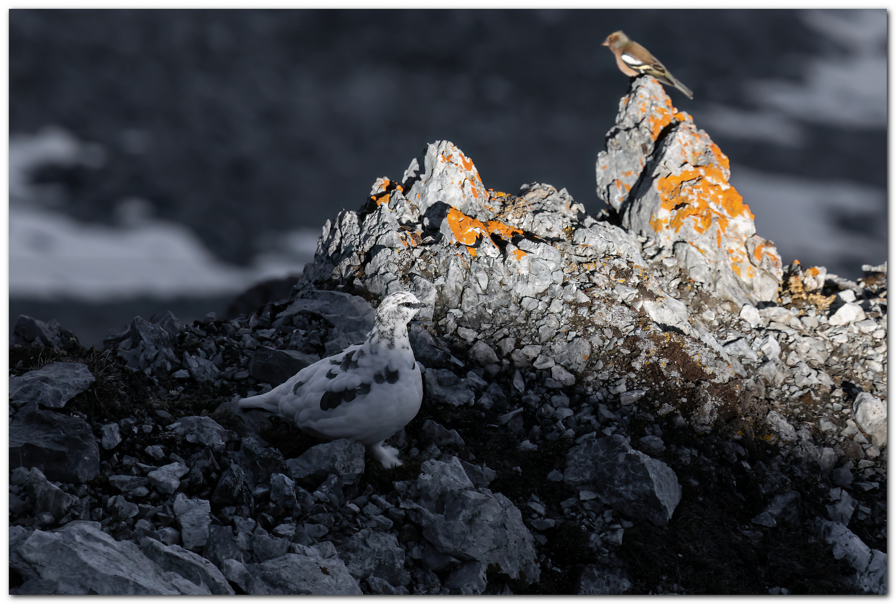 Pernice bianca & Fringuello