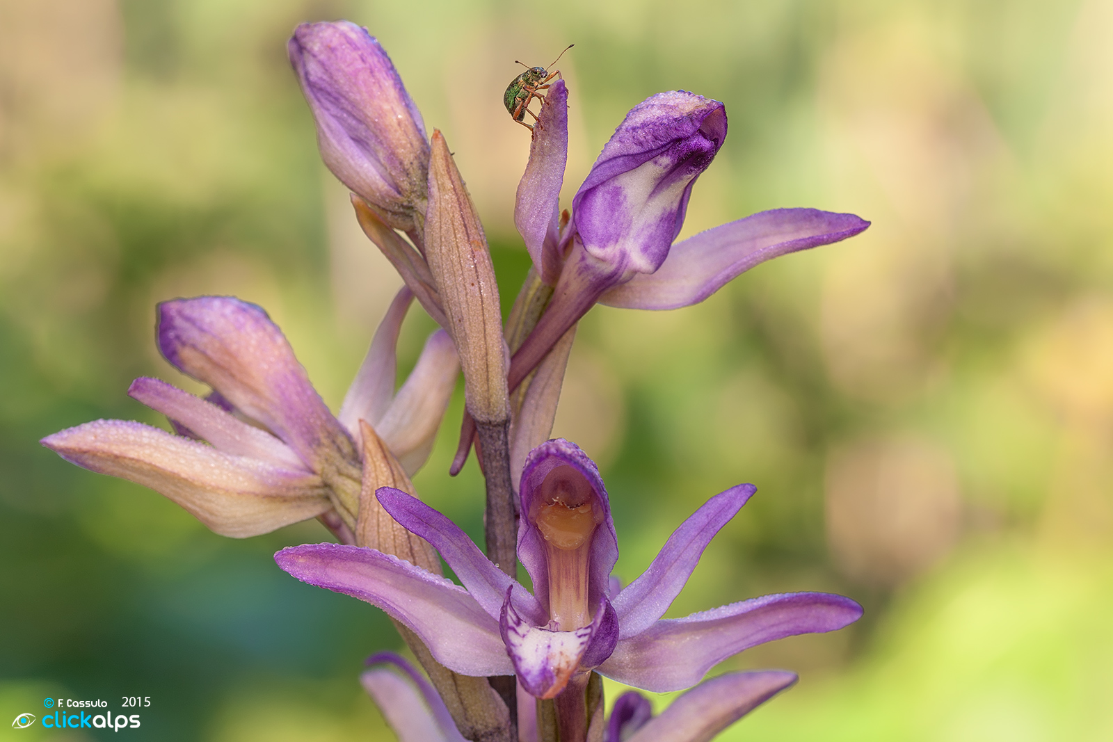 Limodorum abortivum (Fior di Legna)