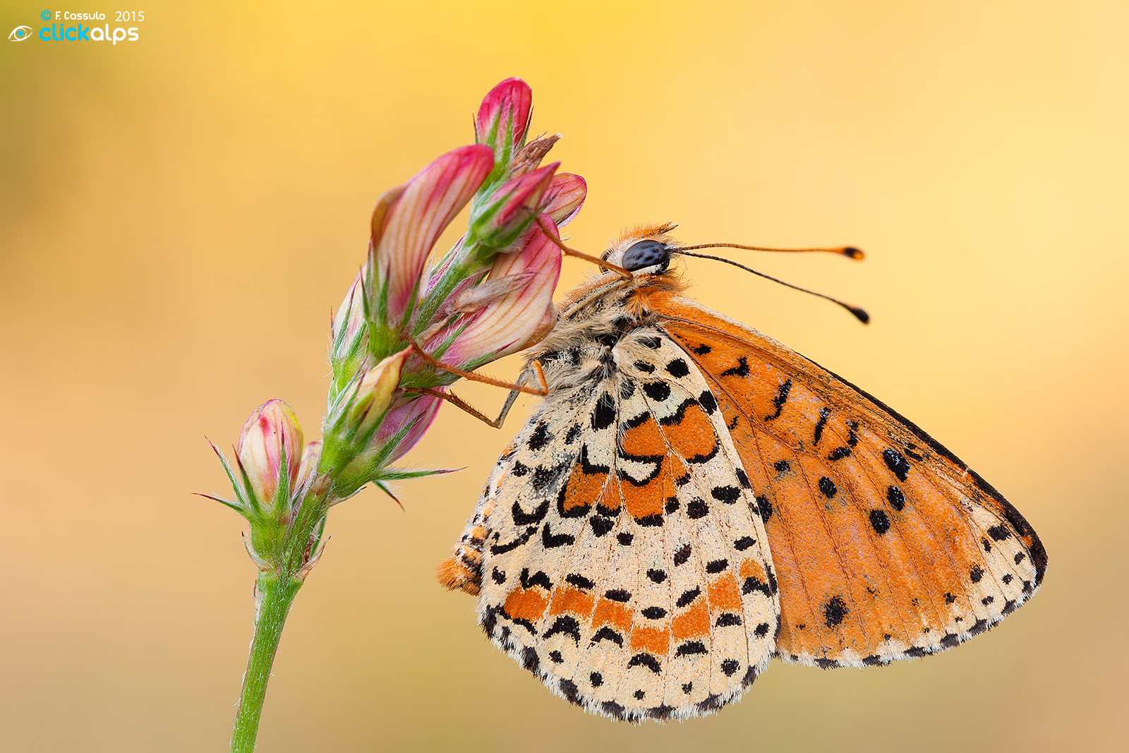 Melitaea didyma (Didima)