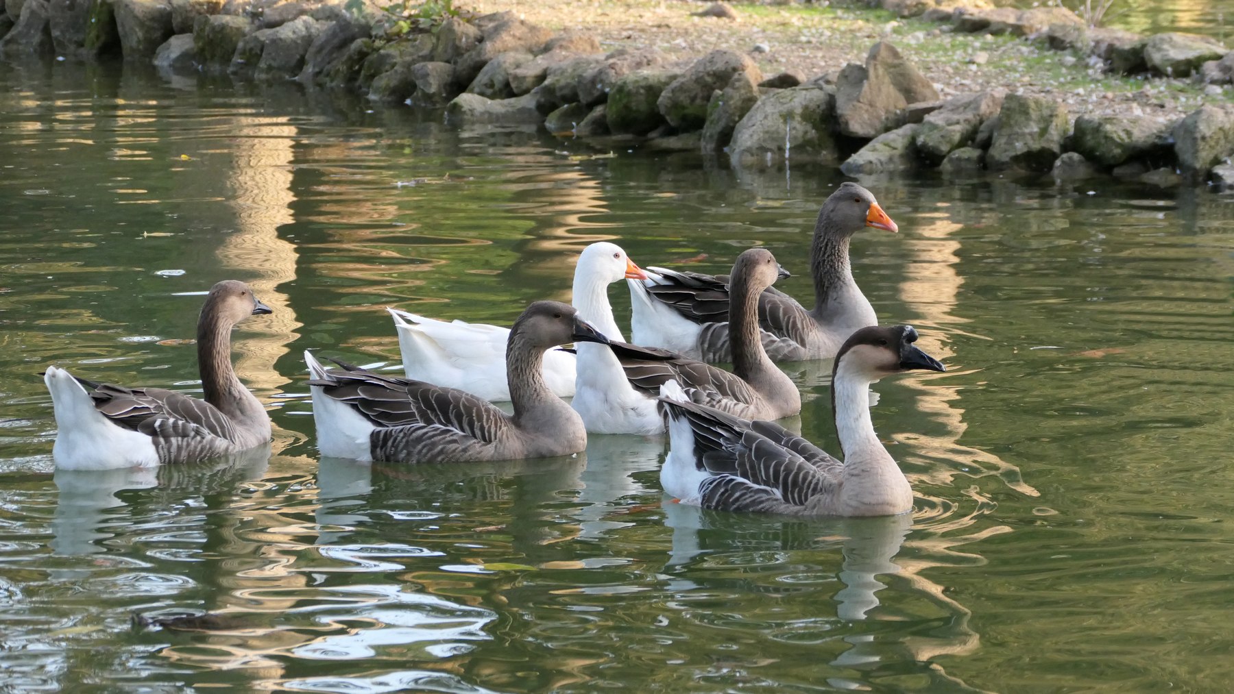 Qua qua qua (Villa Borgese, Roma)