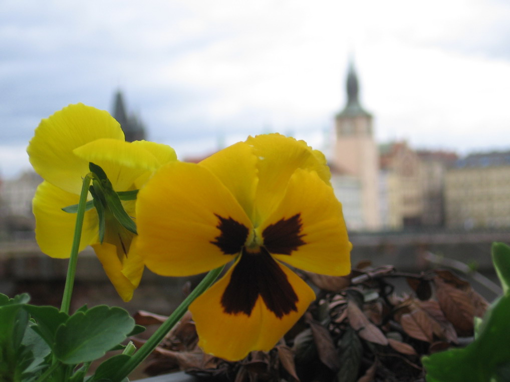 La primavera di Praga