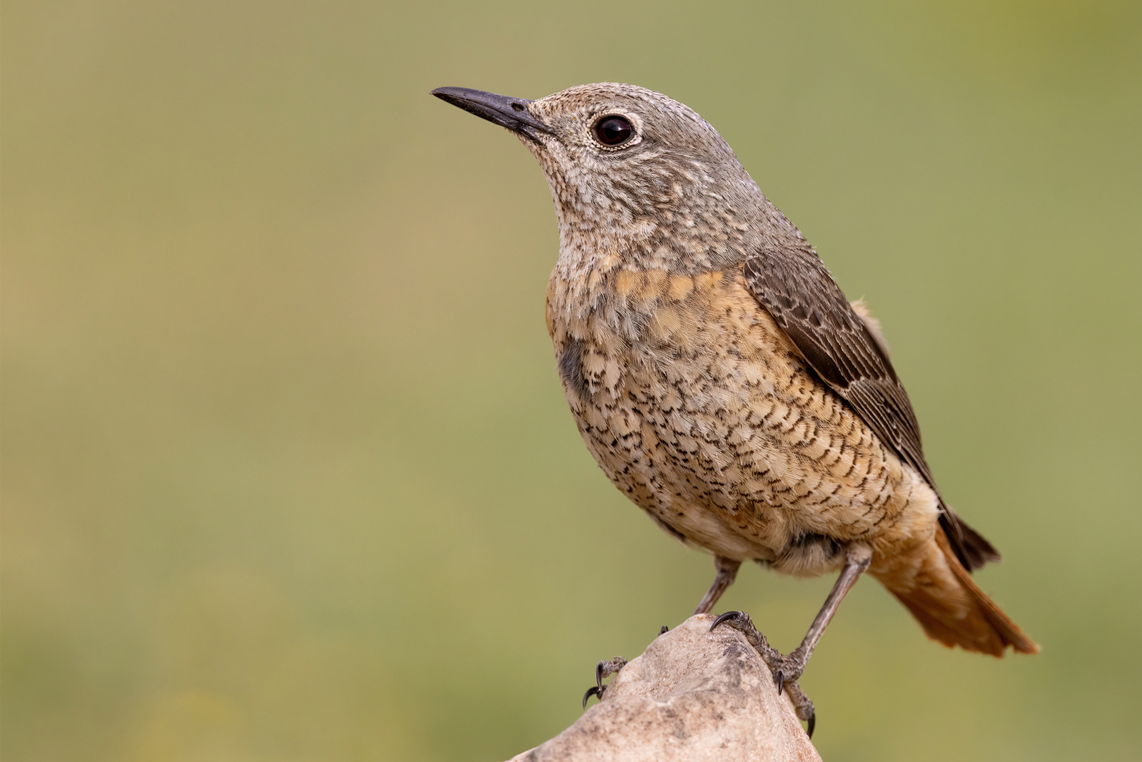 Codirossone (Monticola saxatilis)