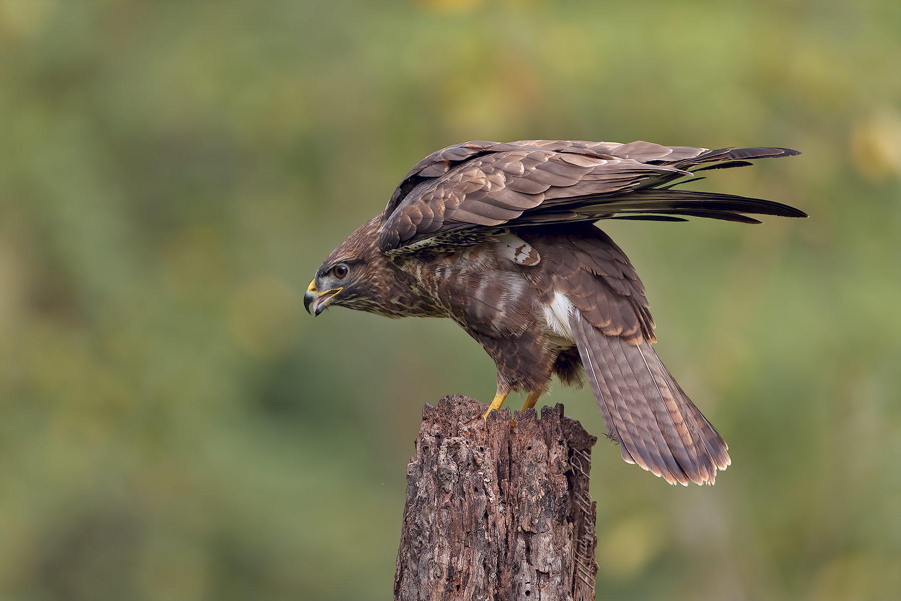 E' ritornata la Poiana