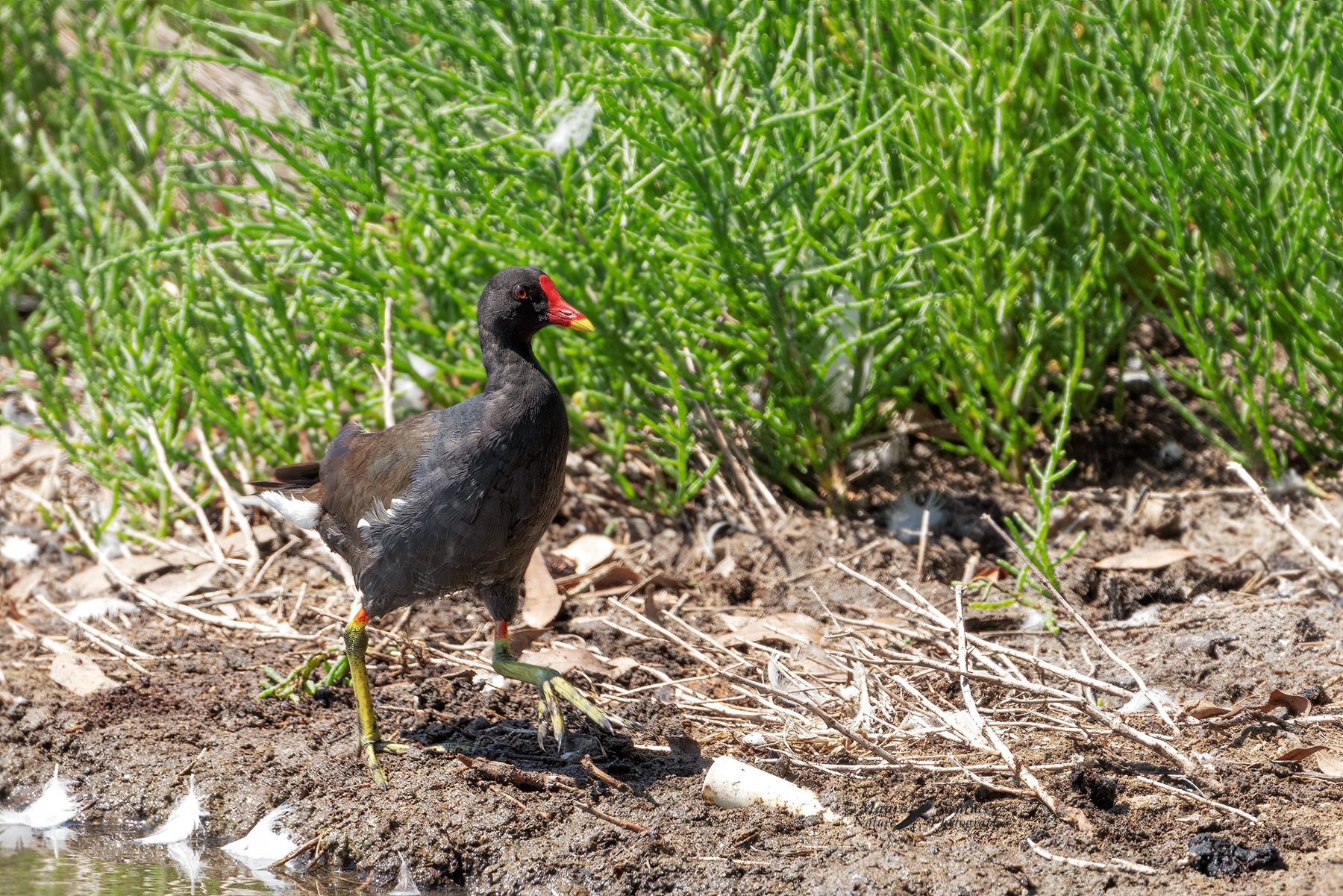 Gallinella d'acqua a passeggio sotto una forte luce