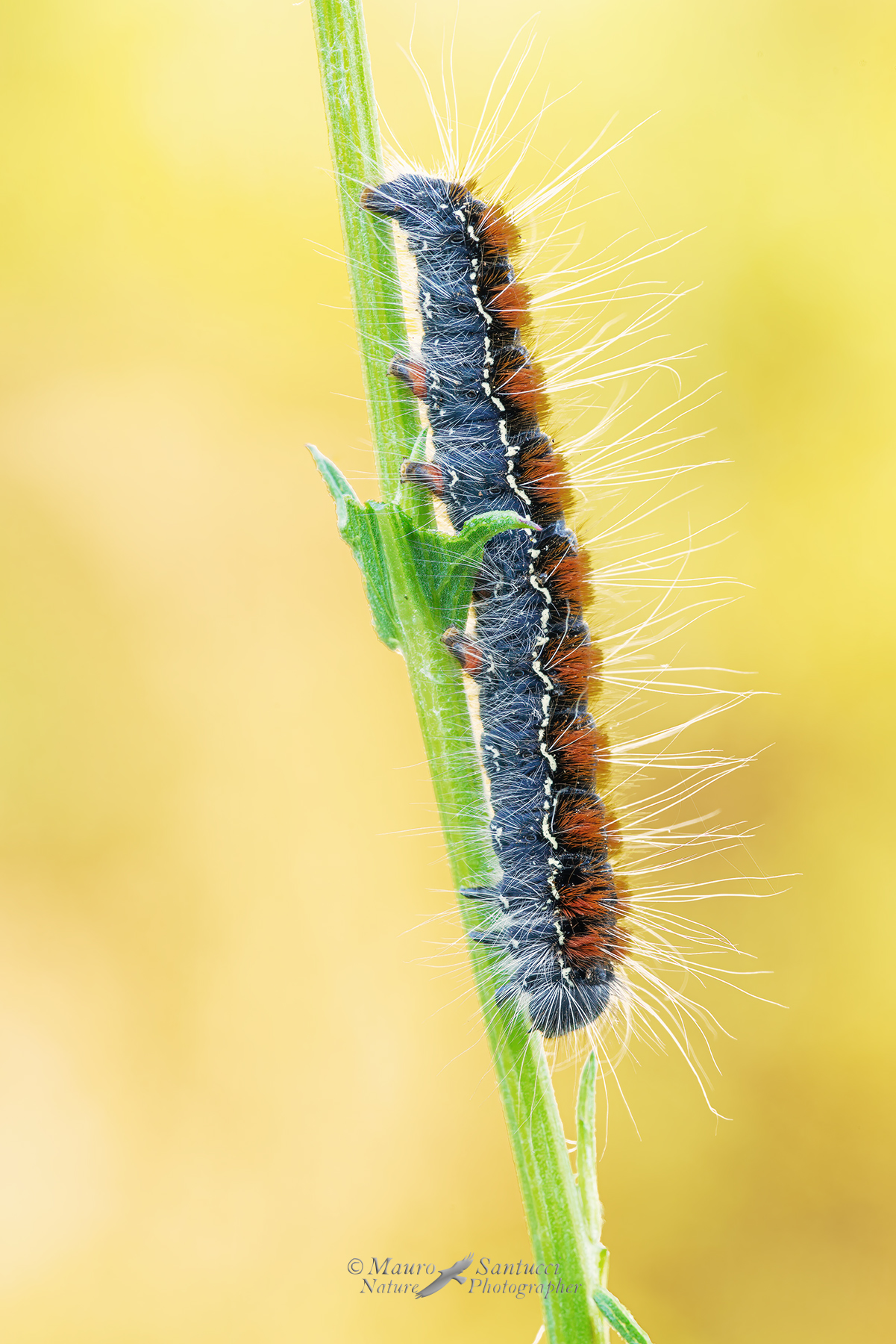 Eriogaster-lanestris_DSC00833