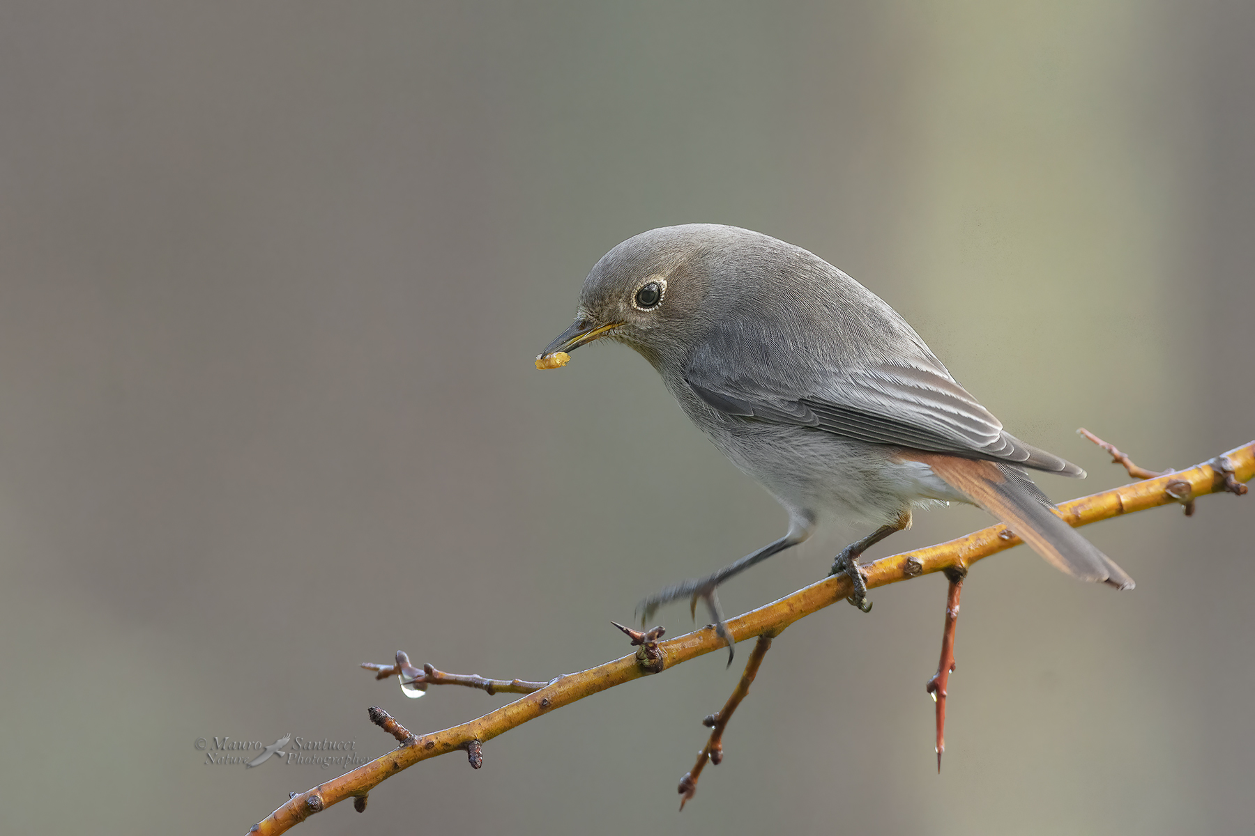 Codirosso-spazzacamino-femmina_DSC1994