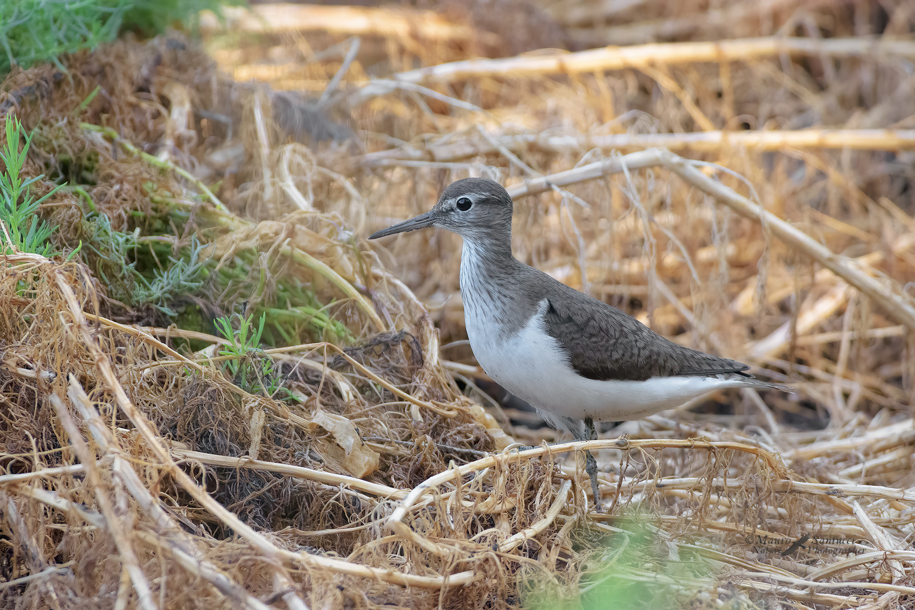 Piro-piro-piccolo_DSC6207