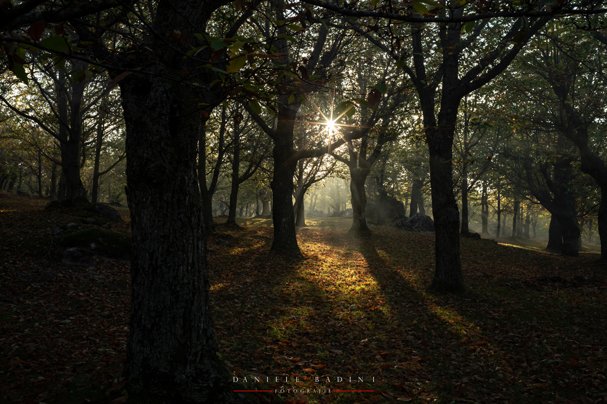 tramonto nel bosco