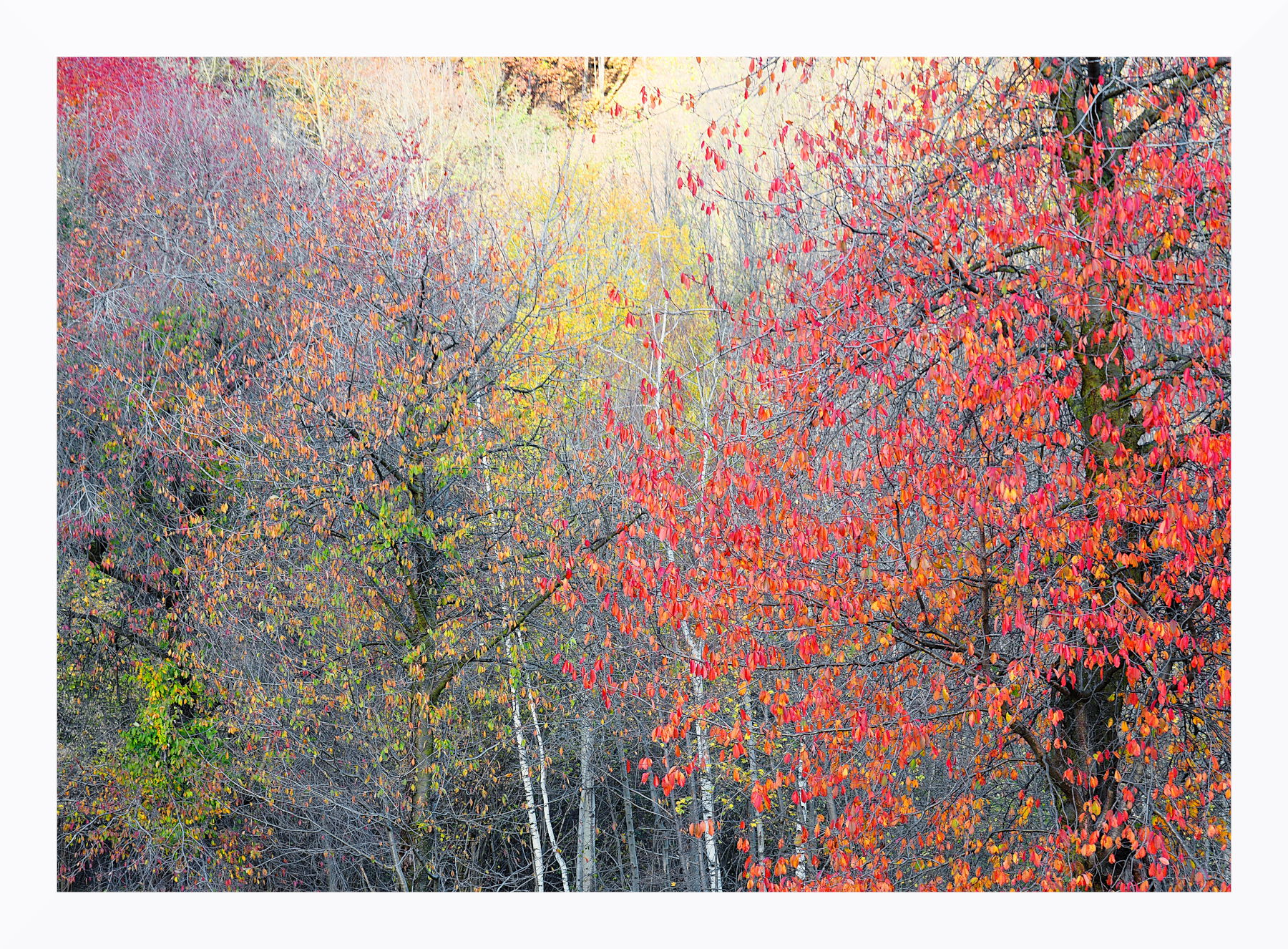 Pennellate autunnali