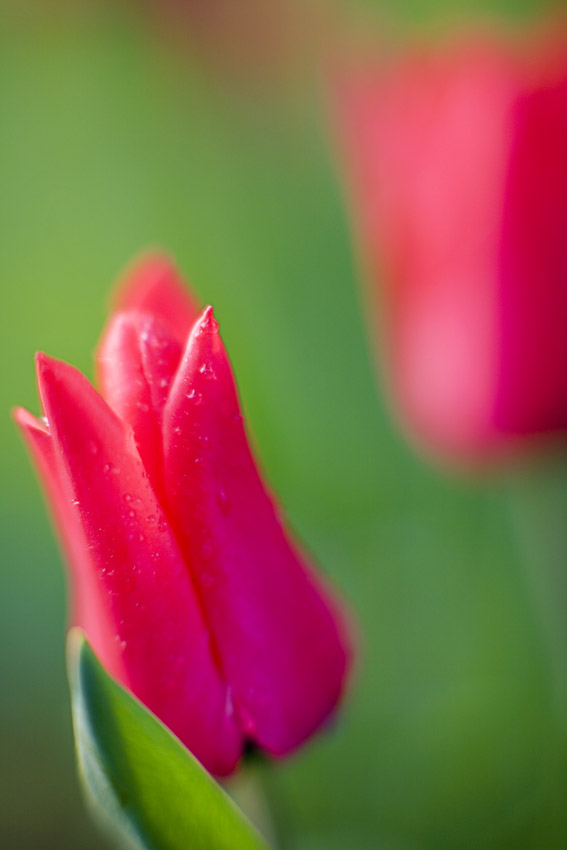 tulired 1