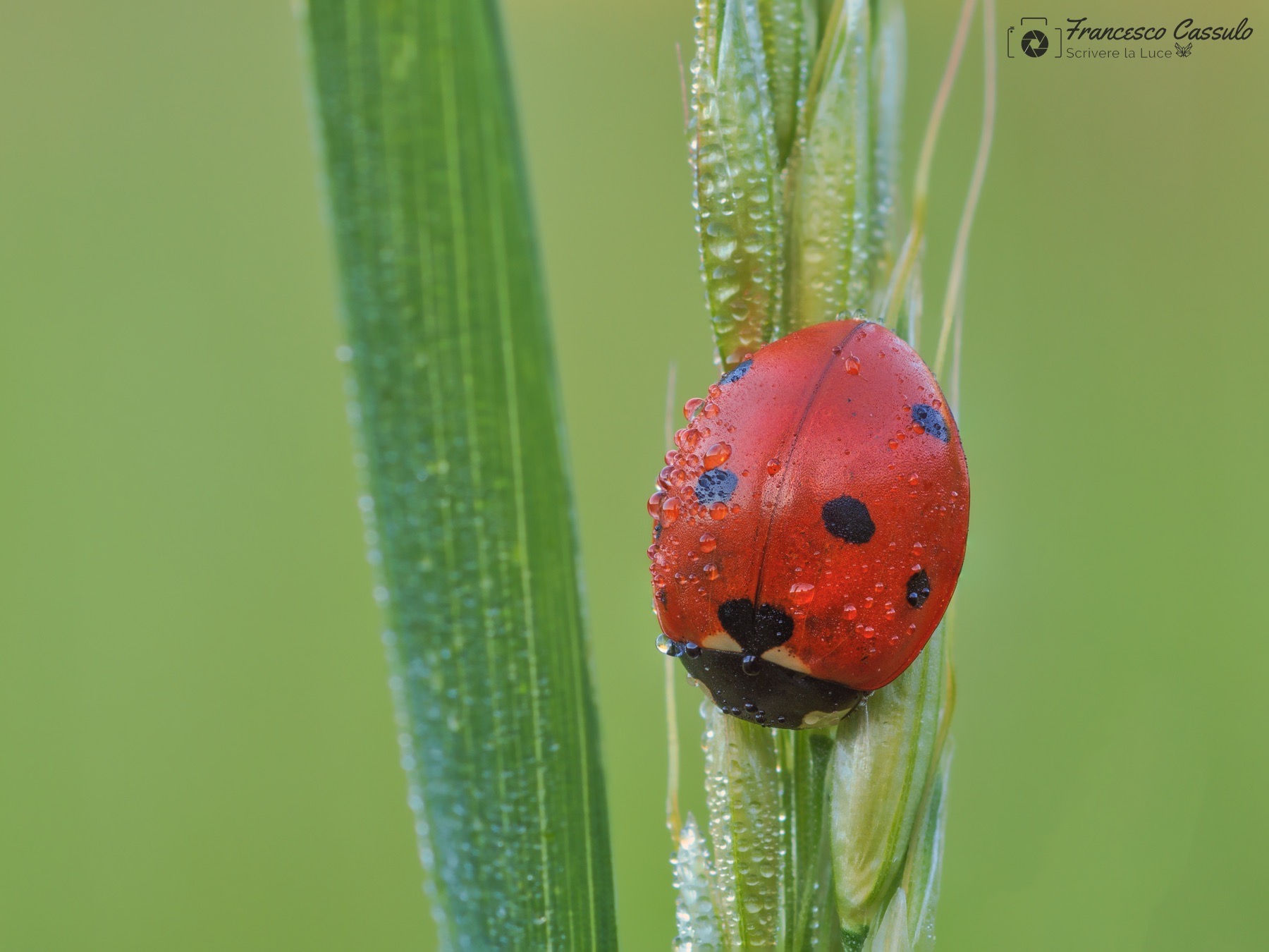 Coccinella, attendendo la prossima primavera.