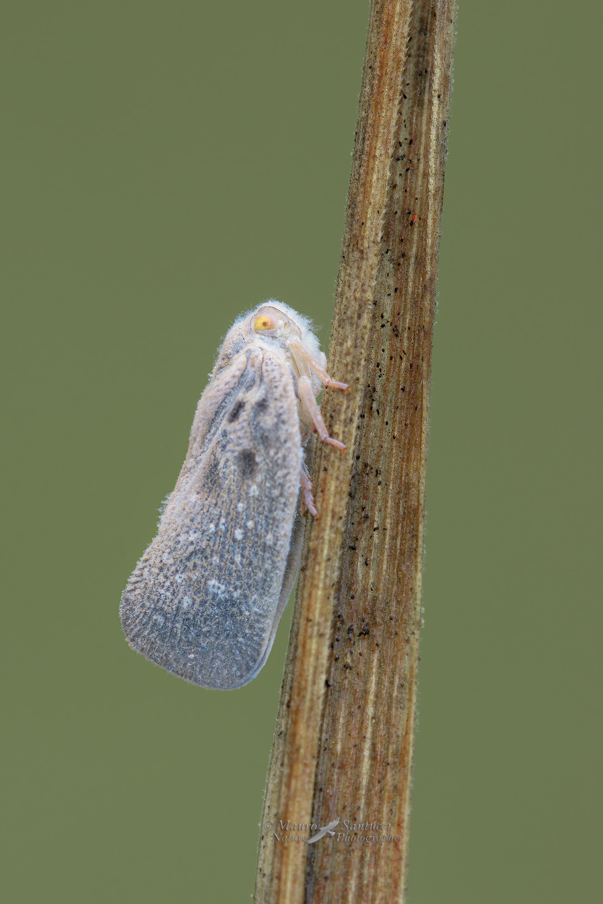 Metcalfa-pruinosa_DSC0770