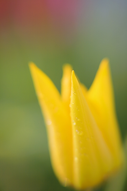 tuliyellow2