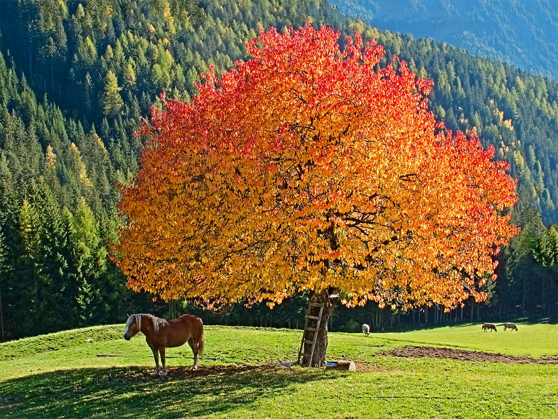 Autunno