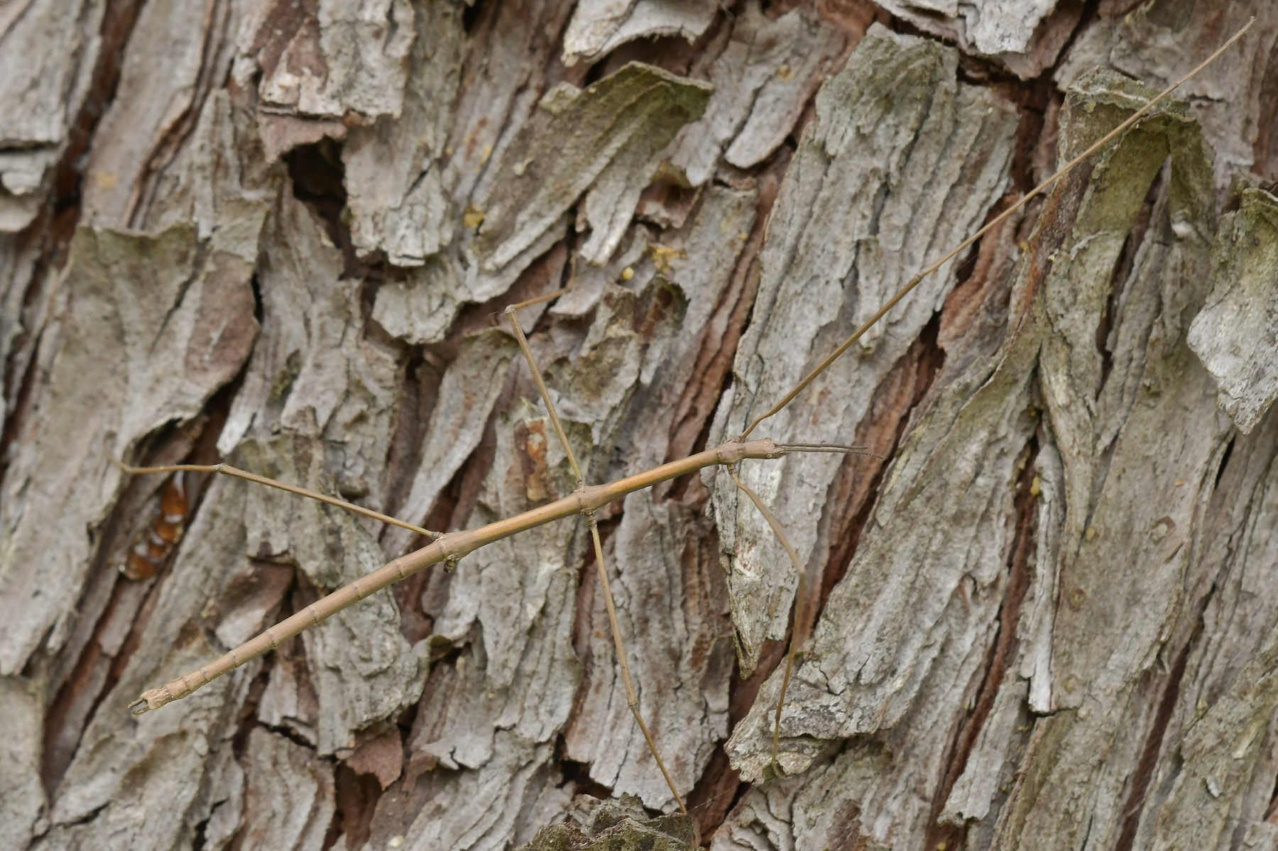 Insetto stecco senza una zampa