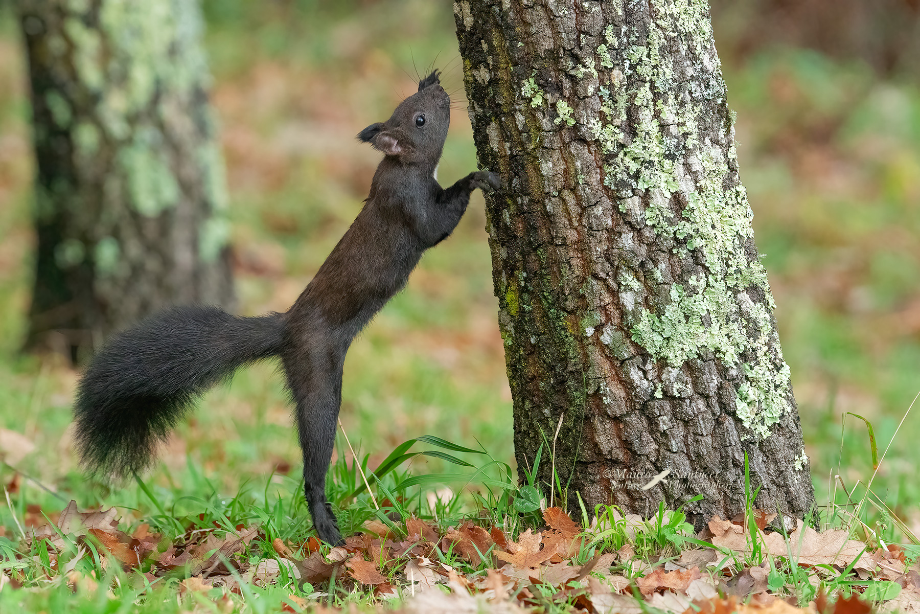 Sciurus-vulgaris_DSC09963