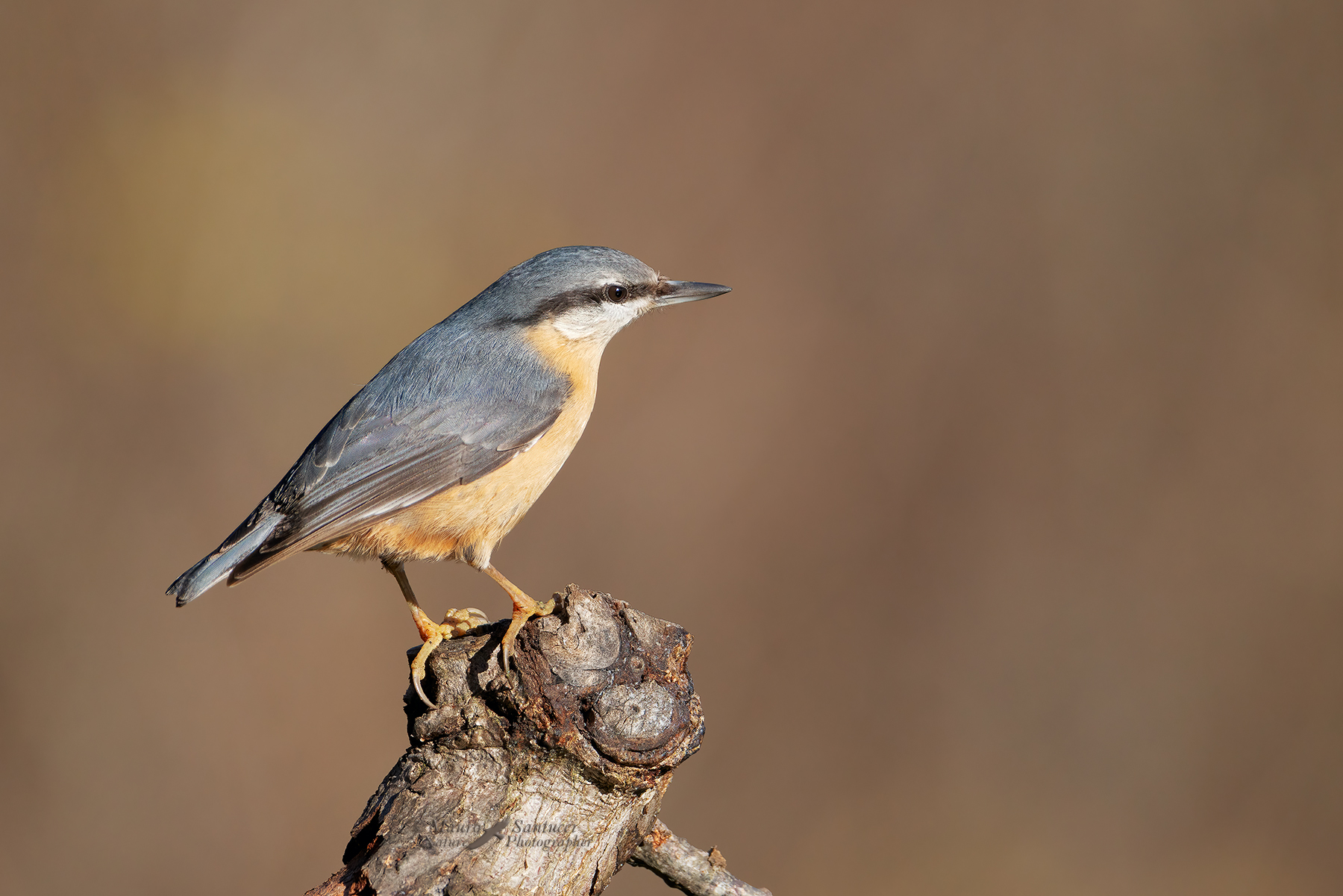 Picchio-muratore_DSC00755