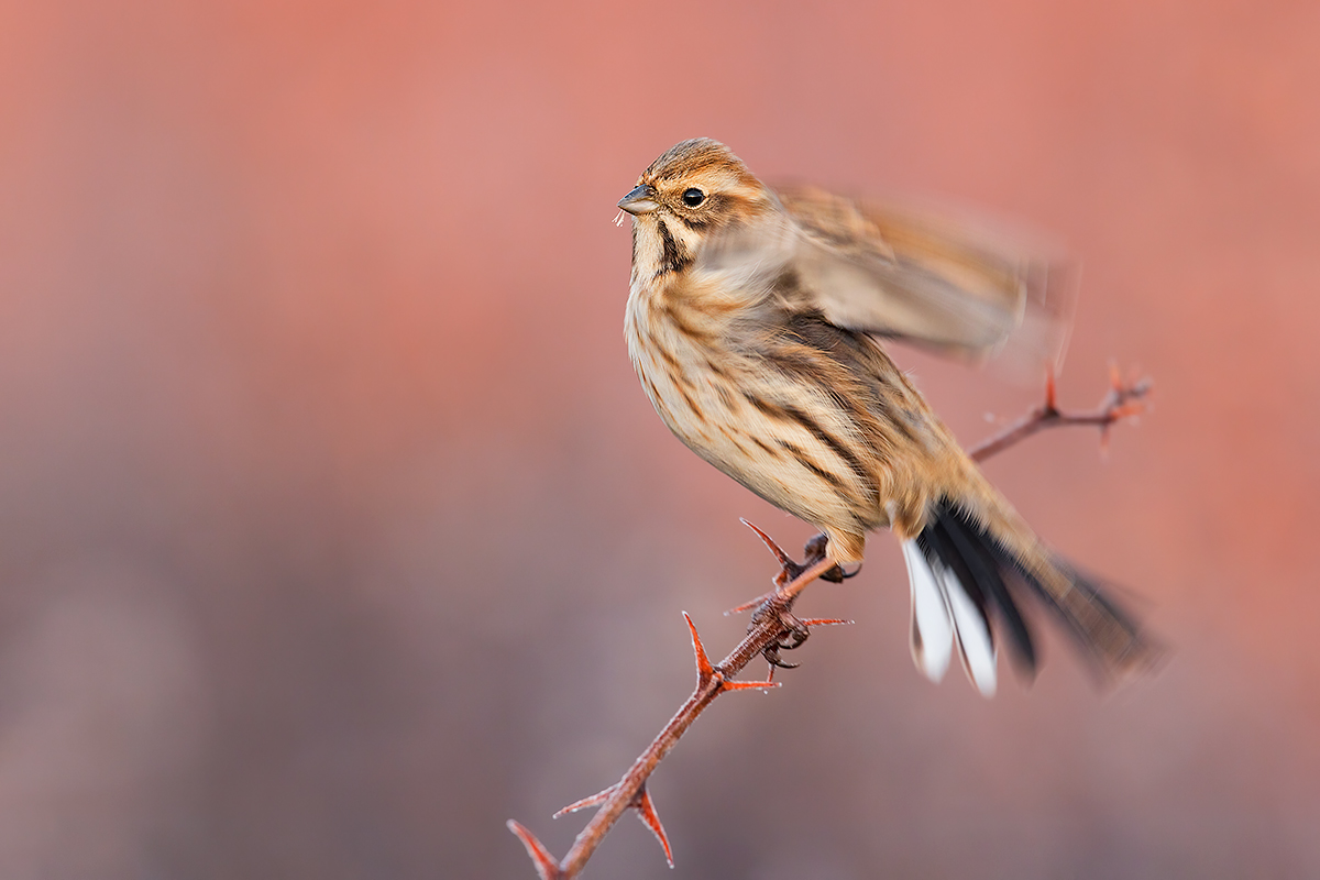 Migliarino di Palude