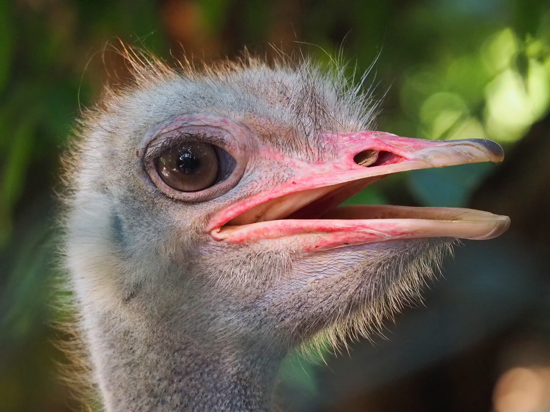 Pi� sul  brutto che sul  bello