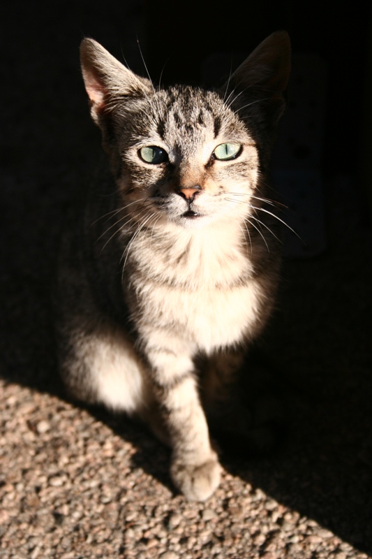 Tra il chiaro e lo scuro.