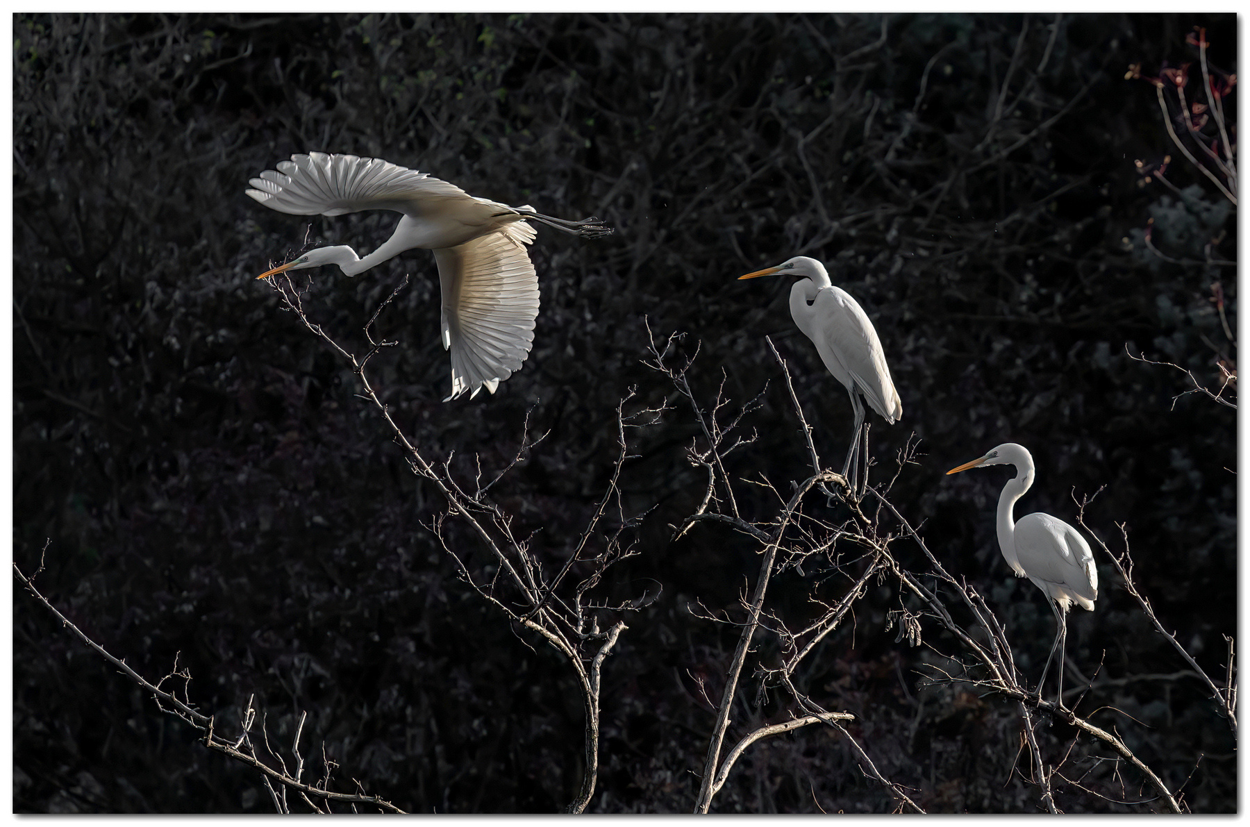 Trittico di bianchi maggiori