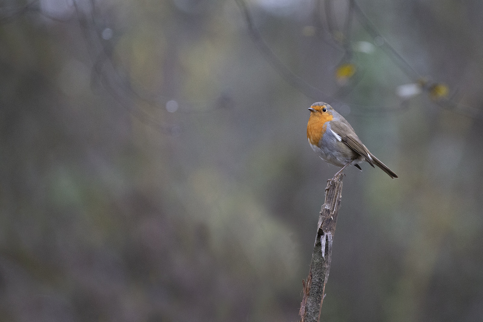 Ultimo pettirosso dell'anno